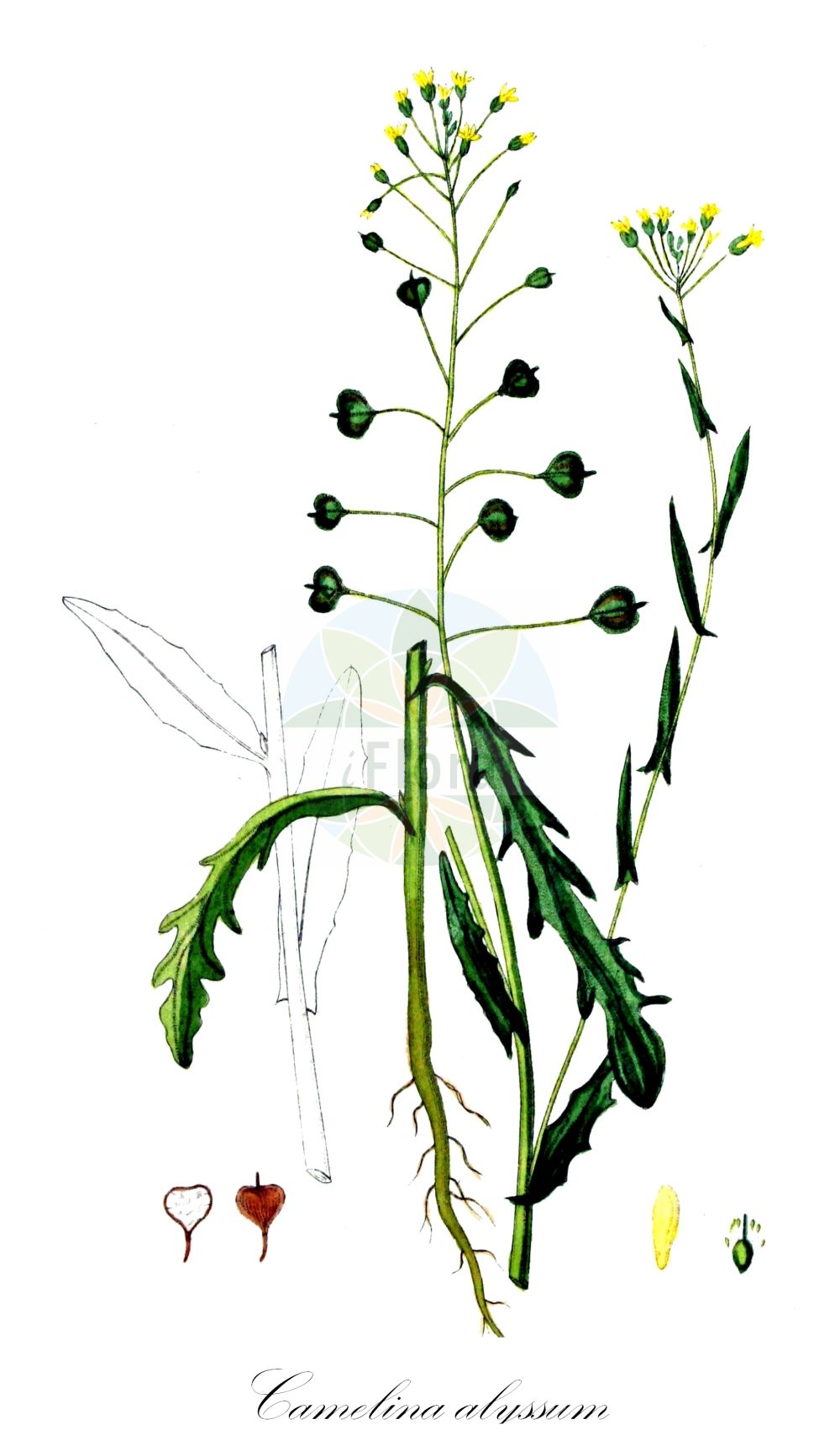 Historische Abbildung von Camelina alyssum (Gezähnter Leindotter - Flat-seed False Flax). Das Bild zeigt Blatt, Bluete, Frucht und Same. ---- Historical Drawing of Camelina alyssum (Gezähnter Leindotter - Flat-seed False Flax). The image is showing leaf, flower, fruit and seed.(Camelina alyssum,Gezähnter Leindotter,Flat-seed False Flax,Camelina alyssum,Camelina dentata,Camelina foetida,Camelina linicola,Camelina macrocarpa,Camelina pinnatifida,Myagrum alyssum,Gezaehnter Leindotter,Flat-seed False Flax,Gold-of-Pleasure,Camelina,Leindotter,False Flax,Brassicaceae,Kreuzblütler,Cabbage family,Blatt,Bluete,Frucht,Same,leaf,flower,fruit,seed,Kops (1800-1934))