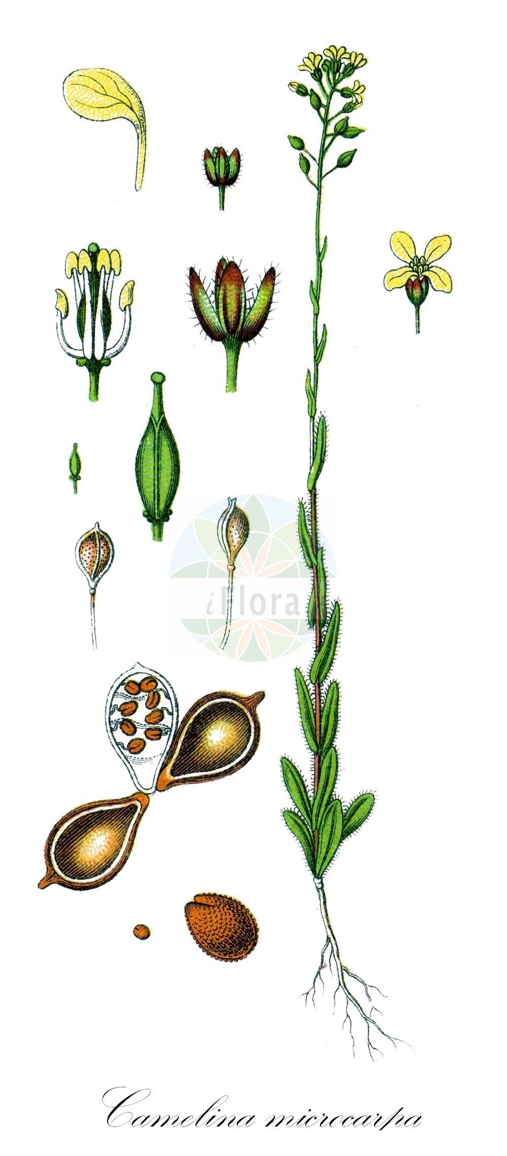 Historische Abbildung von Camelina microcarpa (Kleinfrüchtiger Leindotter - Lesser Gold-of-Pleasure). Das Bild zeigt Blatt, Bluete, Frucht und Same. ---- Historical Drawing of Camelina microcarpa (Kleinfrüchtiger Leindotter - Lesser Gold-of-Pleasure). The image is showing leaf, flower, fruit and seed.(Camelina microcarpa,Kleinfrüchtiger Leindotter,Lesser Gold-of-Pleasure,Camelina longistyla,Camelina microcarpa,Camelina microcarpa DC. subsp.,Camelina pilosa,Camelina sylvestris,Camelina sylvestris Wallr. var.,Kleinfruechtiger Leindotter,Westlicher Kleinfruechtiger Leindotter,Wild-Leindotter,Lesser Gold-of-Pleasure,Hairy Gold-of-Pleasure,Little-pod False Flax,Small-fruited Gold-Of-Pleasure,Small-seed False Flax,Camelina,Leindotter,False Flax,Brassicaceae,Kreuzblütler,Cabbage family,Blatt,Bluete,Frucht,Same,leaf,flower,fruit,seed,Sturm (1796f))