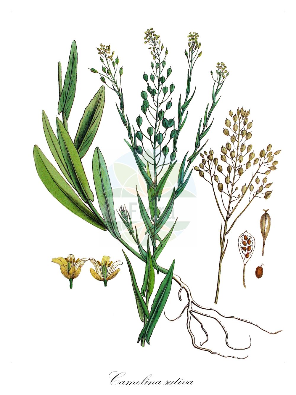 Historische Abbildung von Camelina sativa (Saat-Leindotter - Gold-of-Pleasure). Das Bild zeigt Blatt, Bluete, Frucht und Same. ---- Historical Drawing of Camelina sativa (Saat-Leindotter - Gold-of-Pleasure). The image is showing leaf, flower, fruit and seed.(Camelina sativa,Saat-Leindotter,Gold-of-Pleasure,Camelina caucasica,Camelina glabrata,Camelina sativa,Camelina sativa (L.) Crantz,Myagrum sativum,Saat-Leindotter,Saat-Leindotter,Gold-of-Pleasure,Large-seed False Flax,Camelina,Leindotter,False Flax,Brassicaceae,Kreuzblütler,Cabbage family,Blatt,Bluete,Frucht,Same,leaf,flower,fruit,seed,Kops (1800-1934))