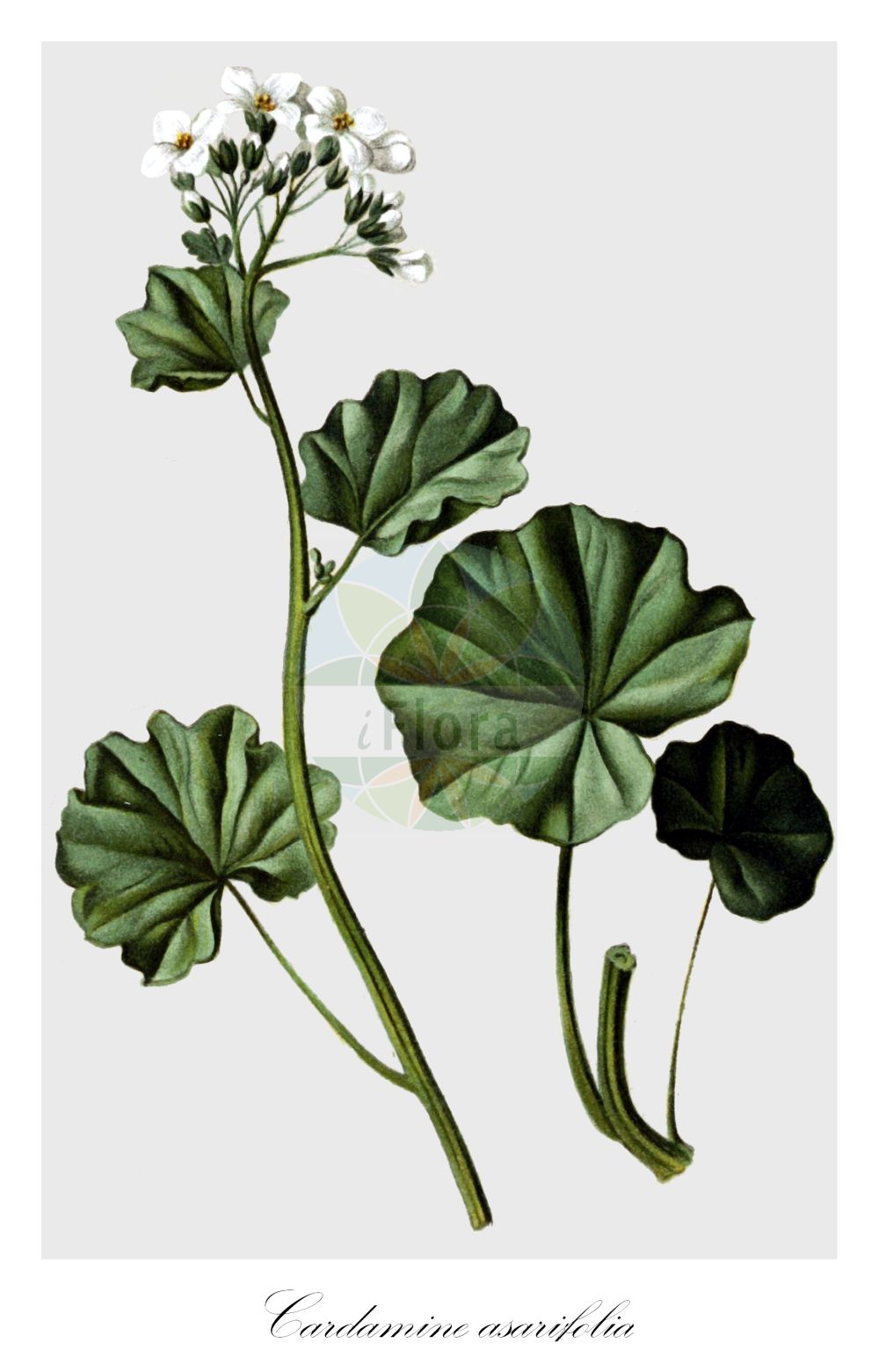 Historische Abbildung von Cardamine asarifolia. Das Bild zeigt Blatt, Bluete, Frucht und Same. ---- Historical Drawing of Cardamine asarifolia. The image is showing leaf, flower, fruit and seed.(Cardamine asarifolia,Cardamine asarifolia,Cardamine,Schaumkraut,Bittercress,Brassicaceae,Kreuzblütler,Cabbage family,Blatt,Bluete,Frucht,Same,leaf,flower,fruit,seed,Hartinger & von Dalla Torre (1806f))