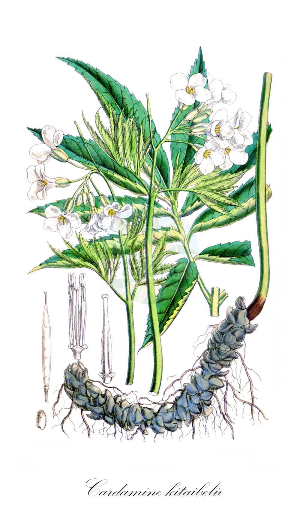 Historische Abbildung von Cardamine kitaibelii. Das Bild zeigt Blatt, Bluete, Frucht und Same. ---- Historical Drawing of Cardamine kitaibelii. The image is showing leaf, flower, fruit and seed.(Cardamine kitaibelii,Cardamine kitaibelii,Cardamine polyphylla,Dentaria polyphylla,Cardamine,Schaumkraut,Bittercress,Brassicaceae,Kreuzblütler,Cabbage family,Blatt,Bluete,Frucht,Same,leaf,flower,fruit,seed)