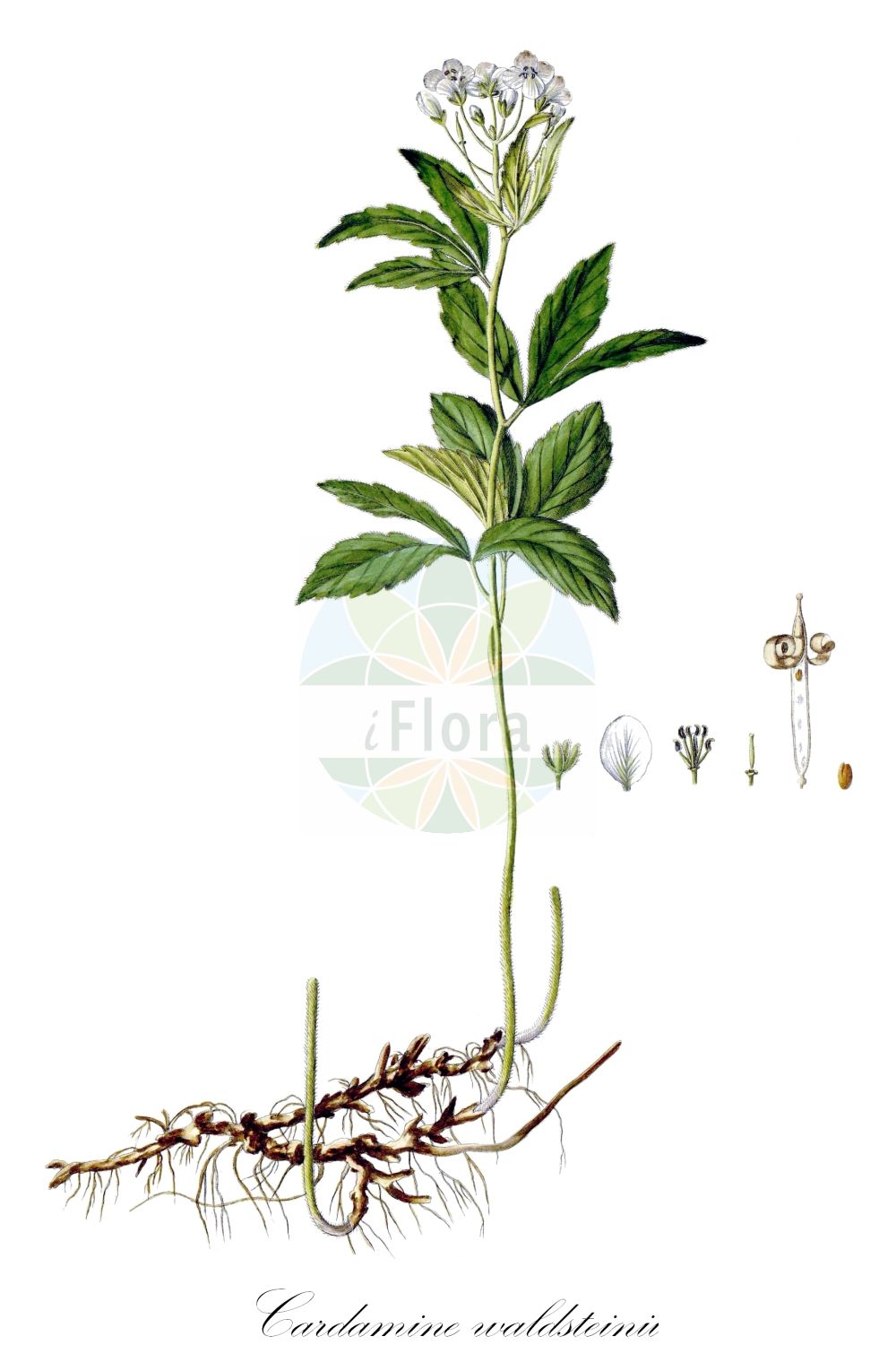 Historische Abbildung von Cardamine waldsteinii. Das Bild zeigt Blatt, Bluete, Frucht und Same. ---- Historical Drawing of Cardamine waldsteinii. The image is showing leaf, flower, fruit and seed.(Cardamine waldsteinii,Cardamine savensis,Cardamine waldsteinii,Dentaria savensis,Dentaria trifolia,Cardamine,Schaumkraut,Bittercress,Brassicaceae,Kreuzblütler,Cabbage family,Blatt,Bluete,Frucht,Same,leaf,flower,fruit,seed,Waldstein-Wartenberg & Kitaibel (1799-1812))