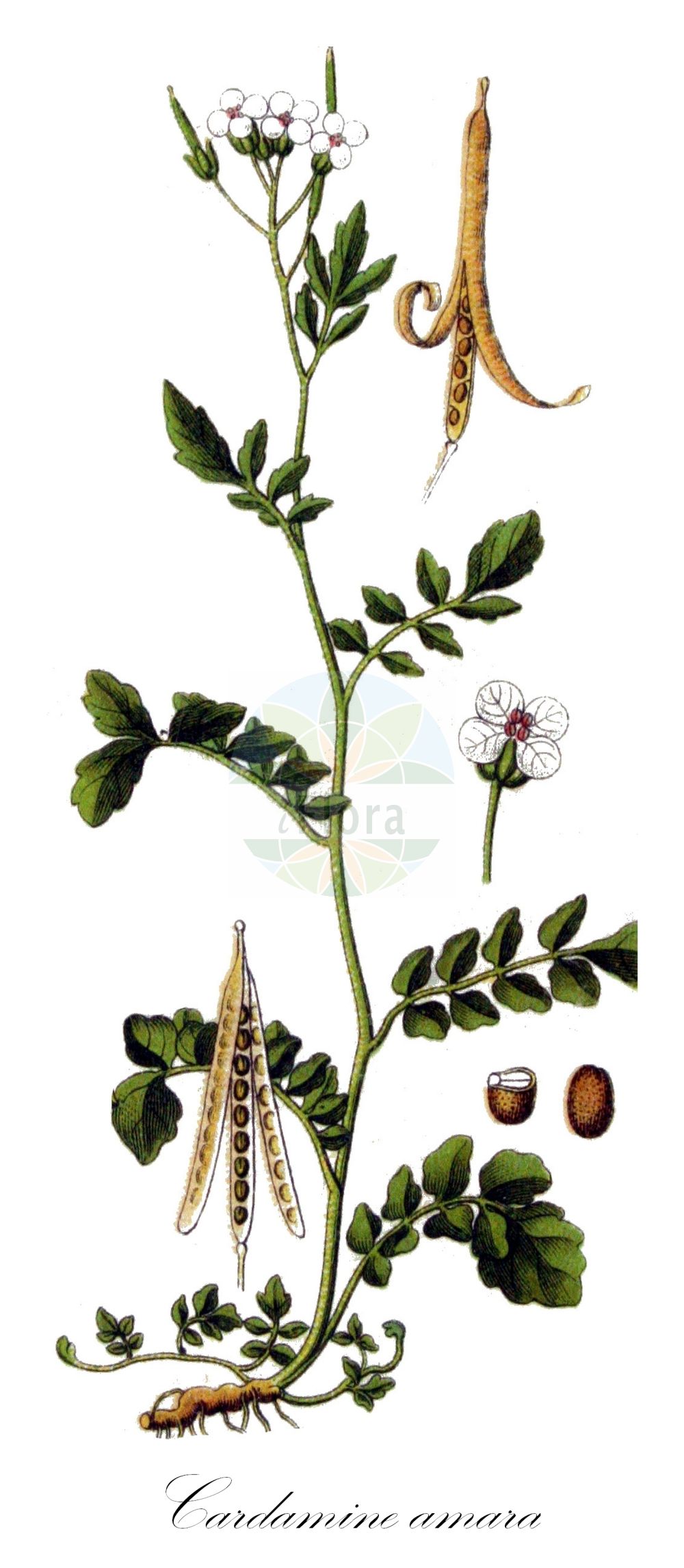 Historische Abbildung von Cardamine amara (Bitteres Schaumkraut - Large Bitter-cress). Das Bild zeigt Blatt, Bluete, Frucht und Same. ---- Historical Drawing of Cardamine amara (Bitteres Schaumkraut - Large Bitter-cress). The image is showing leaf, flower, fruit and seed.(Cardamine amara,Bitteres Schaumkraut,Large Bitter-cress,Cardamine amara,Bitteres Schaumkraut,Bittere Kresse,Large Bitter-cress,Common Bittercress,Large-flowered Bittercress,Cardamine,Schaumkraut,Bittercress,Brassicaceae,Kreuzblütler,Cabbage family,Blatt,Bluete,Frucht,Same,leaf,flower,fruit,seed,Sturm (1796f))