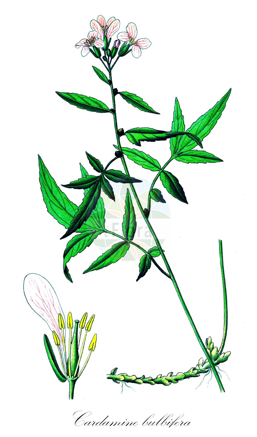 Historische Abbildung von Cardamine bulbifera (Zwiebel-Zahnwurz - Coralroot). Das Bild zeigt Blatt, Bluete, Frucht und Same. ---- Historical Drawing of Cardamine bulbifera (Zwiebel-Zahnwurz - Coralroot). The image is showing leaf, flower, fruit and seed.(Cardamine bulbifera,Zwiebel-Zahnwurz,Coralroot,Cardamine bulbifera,Dentaria bulbifera,Zwiebel-Zahnwurz,Coralroot,Bulbous Bittercress,Coralroot Bittercress,Coralwort,Cardamine,Schaumkraut,Bittercress,Brassicaceae,Kreuzblütler,Cabbage family,Blatt,Bluete,Frucht,Same,leaf,flower,fruit,seed,Thomé (1885))