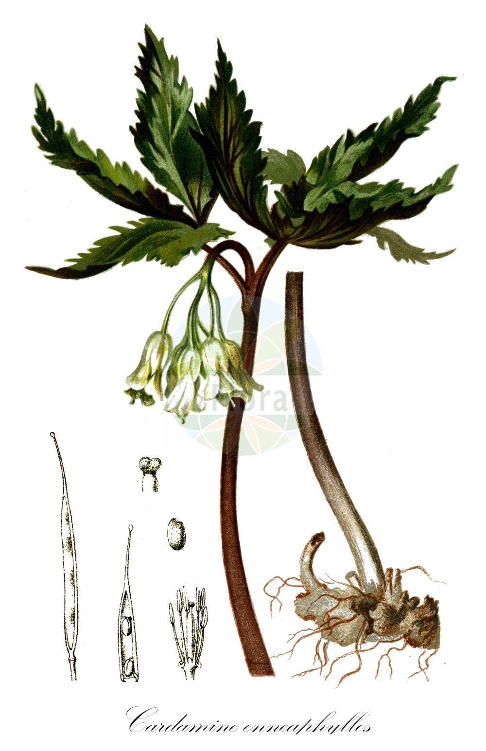 Historische Abbildung von Cardamine enneaphyllos (Quirlblättrige Zahnwurz - Drooping Bittercress). Das Bild zeigt Blatt, Bluete, Frucht und Same. ---- Historical Drawing of Cardamine enneaphyllos (Quirlblättrige Zahnwurz - Drooping Bittercress). The image is showing leaf, flower, fruit and seed.(Cardamine enneaphyllos,Quirlblättrige Zahnwurz,Drooping Bittercress,Cardamine enneaphyllos,Dentaria enneaphyllos,Quirlblaettrige Zahnwurz,Drooping Bittercress,Nine-leaved Coralwort,Cardamine,Schaumkraut,Bittercress,Brassicaceae,Kreuzblütler,Cabbage family,Blatt,Bluete,Frucht,Same,leaf,flower,fruit,seed,Hartinger & von Dalla Torre (1806f))