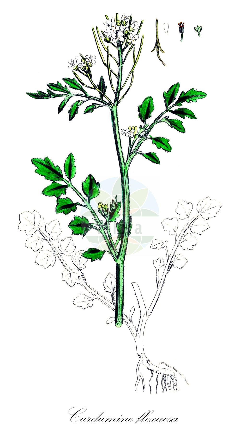 Historische Abbildung von Cardamine flexuosa (Wald-Schaumkraut - Wavy Bitter-cress). Das Bild zeigt Blatt, Bluete, Frucht und Same. ---- Historical Drawing of Cardamine flexuosa (Wald-Schaumkraut - Wavy Bitter-cress). The image is showing leaf, flower, fruit and seed.(Cardamine flexuosa,Wald-Schaumkraut,Wavy Bitter-cress,Cardamine drymeja,Cardamine pusilla,Cardamine sylvatica,Cardamine tatrensis,Cardamine umbrosa,Cardamine flexuosa,Wald-Schaumkraut,Verbogenes Schaumkraut,Wavy Bitter-cress,Flexuous Bittercress,Woodland Bittercress,Wood Bittercress,Cardamine,Schaumkraut,Bittercress,Brassicaceae,Kreuzblütler,Cabbage family,Blatt,Bluete,Frucht,Same,leaf,flower,fruit,seed,Sowerby (1790-1813))