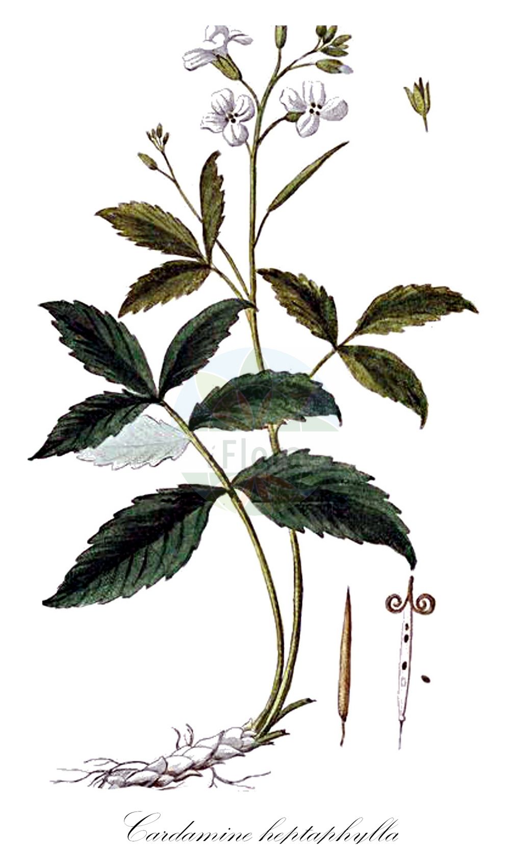 Historische Abbildung von Cardamine heptaphylla (Fieder-Zahnwurz - Pinnate Coralroot). Das Bild zeigt Blatt, Bluete, Frucht und Same. ---- Historical Drawing of Cardamine heptaphylla (Fieder-Zahnwurz - Pinnate Coralroot). The image is showing leaf, flower, fruit and seed.(Cardamine heptaphylla,Fieder-Zahnwurz,Pinnate Coralroot,Cardamine baldensis,Cardamine heptaphylla,Cardamine pinnata,Dentaria heptaphylla,Dentaria intermedia,Dentaria pinnata,Fieder-Zahnwurz,Pinnate Coralroot,Lady's Smock,Seven-leaflet Bittercress,Seven-leaved Coralwort,Cardamine,Schaumkraut,Bittercress,Brassicaceae,Kreuzblütler,Cabbage family,Blatt,Bluete,Frucht,Same,leaf,flower,fruit,seed,Bonelli (1771-1793))