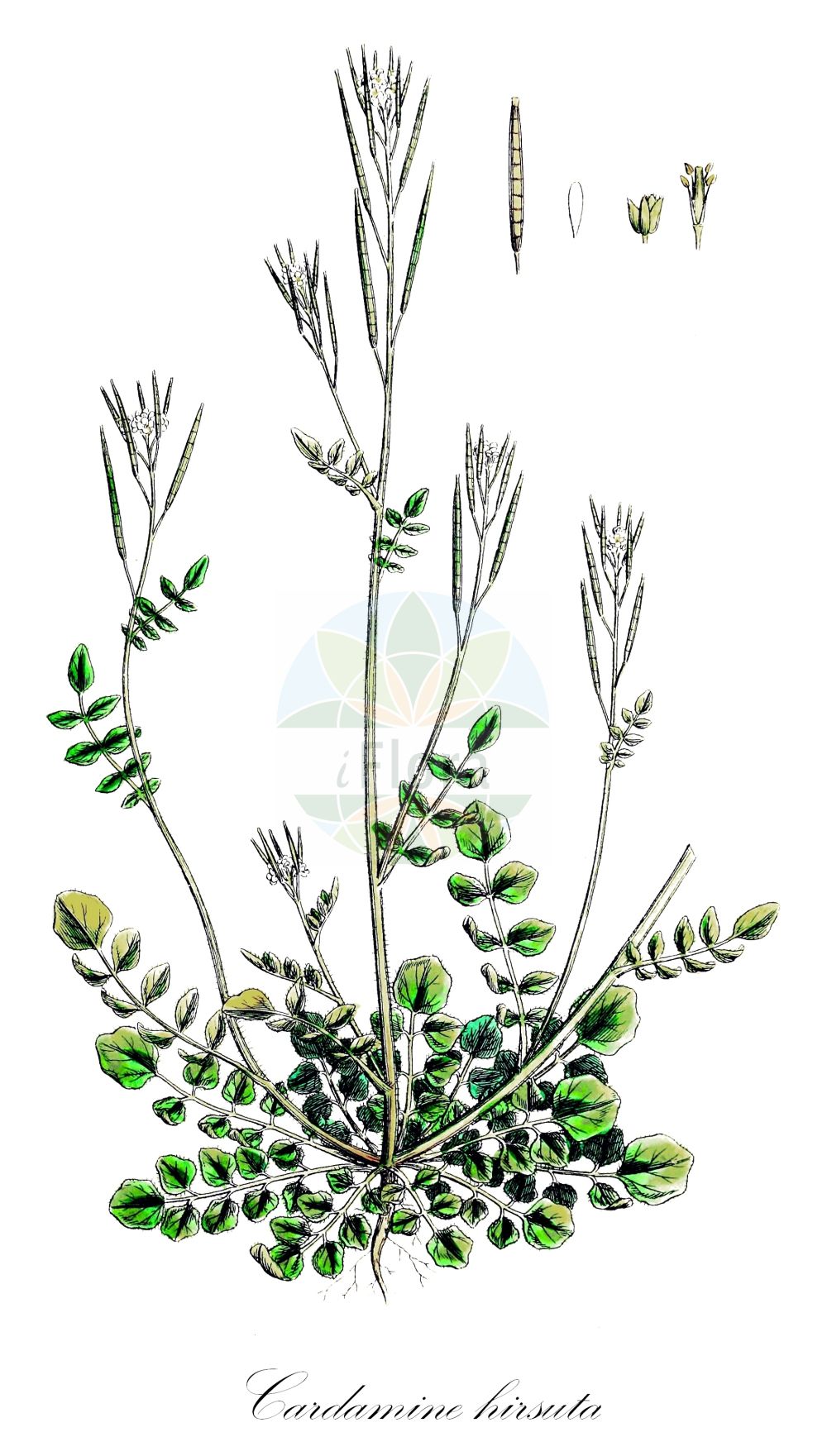 Historische Abbildung von Cardamine hirsuta (Behaartes Schaumkraut - Hairy Bitter-cress). Das Bild zeigt Blatt, Bluete, Frucht und Same. ---- Historical Drawing of Cardamine hirsuta (Behaartes Schaumkraut - Hairy Bitter-cress). The image is showing leaf, flower, fruit and seed.(Cardamine hirsuta,Behaartes Schaumkraut,Hairy Bitter-cress,Cardamine hirsuta L. subsp.,Cardamine multicaulis,Cardamine hirsuta,Behaartes Schaumkraut,Vielstaengeliges Schaumkraut,Viermaenniges Schaumkraut,Hairy Bitter-cress,Lamb's Cress,Bristly Bittercress,Bittercress,Land Cress,Touch-me-Not,Cardamine,Schaumkraut,Bittercress,Brassicaceae,Kreuzblütler,Cabbage family,Blatt,Bluete,Frucht,Same,leaf,flower,fruit,seed,Sowerby (1790-1813))