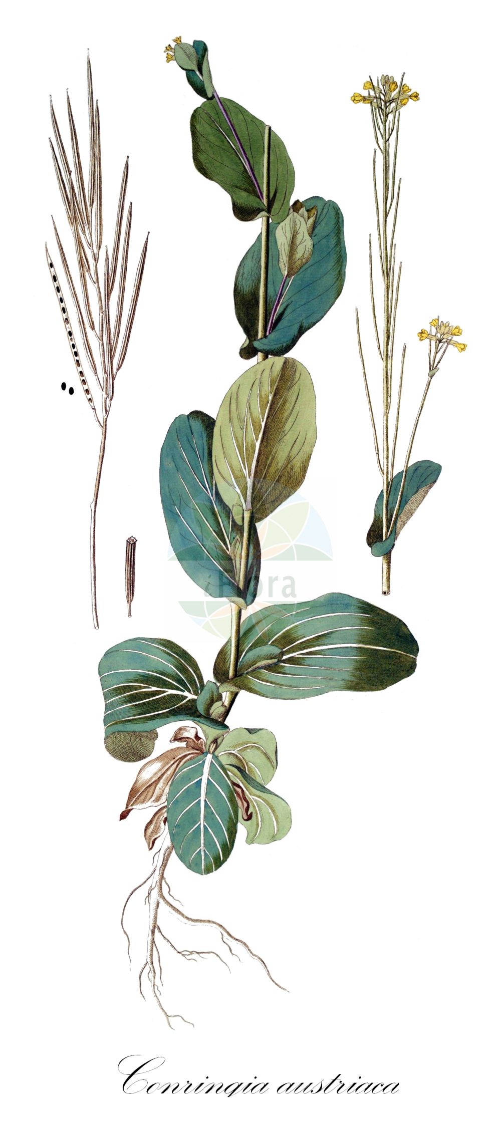 Historische Abbildung von Conringia austriaca. Das Bild zeigt Blatt, Bluete, Frucht und Same. ---- Historical Drawing of Conringia austriaca. The image is showing leaf, flower, fruit and seed.(Conringia austriaca,Brassica austriaca,Conringia austriaca,Goniolobium austriacum,Conringia,Ackerkohl,Hare's Ear Mustard,Brassicaceae,Kreuzblütler,Cabbage family,Blatt,Bluete,Frucht,Same,leaf,flower,fruit,seed)