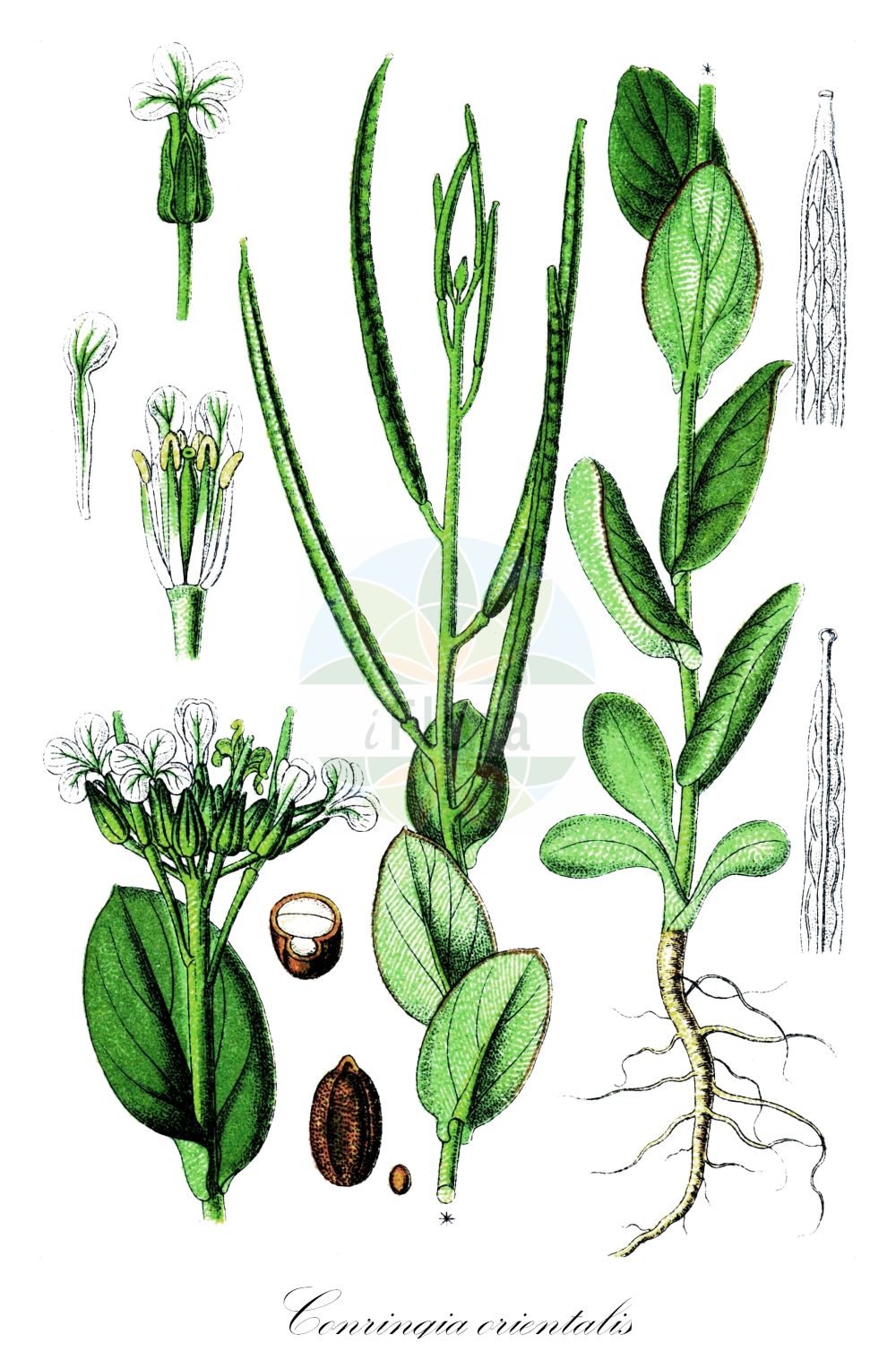 Historische Abbildung von Conringia orientalis (Orientalischer Ackerkohl - Hare's-ear Mustard). Das Bild zeigt Blatt, Bluete, Frucht und Same. ---- Historical Drawing of Conringia orientalis (Orientalischer Ackerkohl - Hare's-ear Mustard). The image is showing leaf, flower, fruit and seed.(Conringia orientalis,Orientalischer Ackerkohl,Hare's-ear Mustard,Brassica orientalis,Conringia orientalis,Conringia perfoliata,Erysimum orientale,Orientalischer Ackerkohl,Ackerkohl,Weisser Ackerkohl,Hare's-ear Mustard,Hare's-ear Cabbage,Hare's-ear Treacle,Hare's-ear Treacle Mustard,Conringia,Ackerkohl,Hare's Ear Mustard,Brassicaceae,Kreuzblütler,Cabbage family,Blatt,Bluete,Frucht,Same,leaf,flower,fruit,seed,Sturm (1796f))