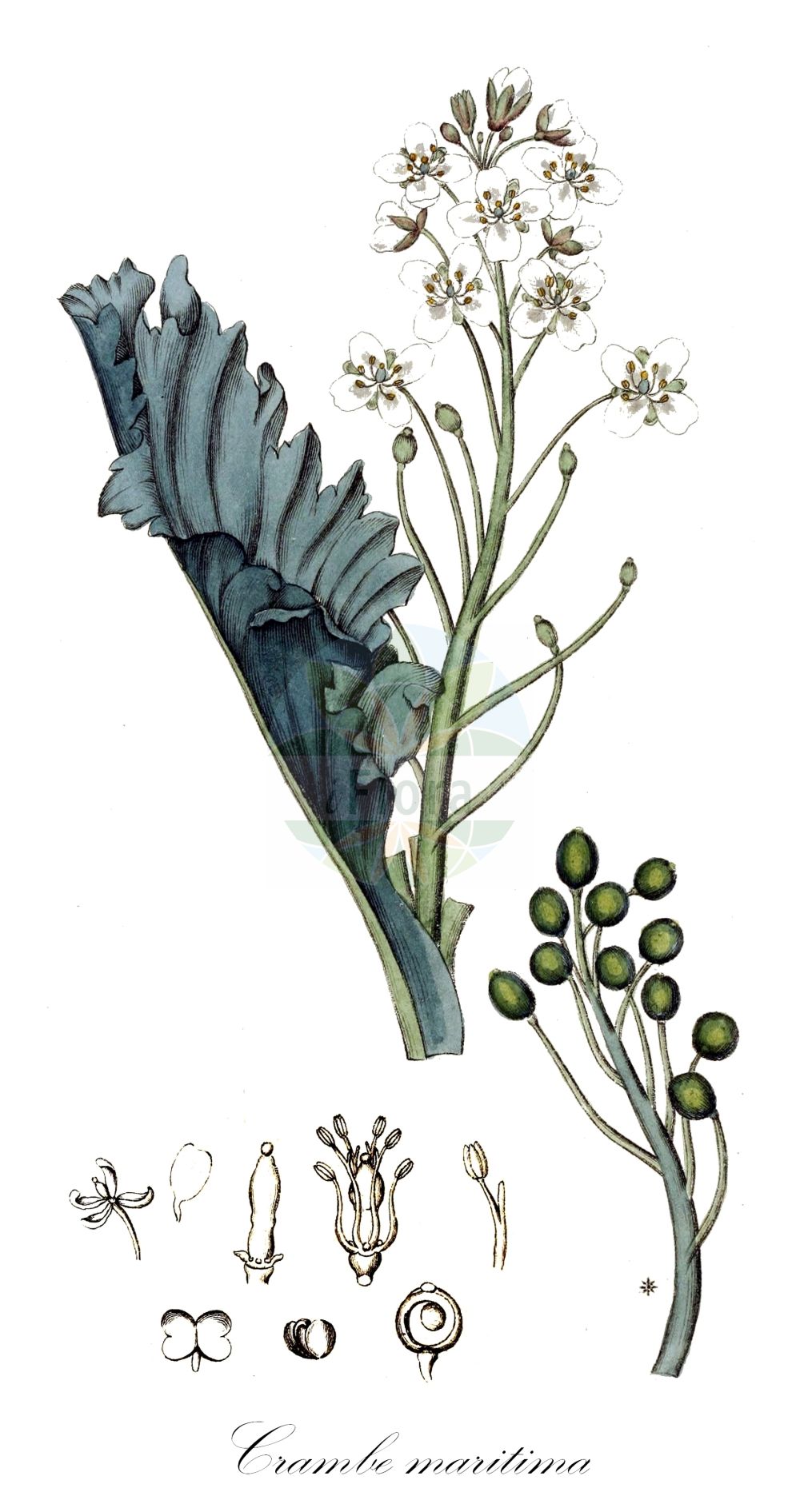 Historische Abbildung von Crambe maritima (Echter Meerkohl - Sea-kale). Das Bild zeigt Blatt, Bluete, Frucht und Same. ---- Historical Drawing of Crambe maritima (Echter Meerkohl - Sea-kale). The image is showing leaf, flower, fruit and seed.(Crambe maritima,Echter Meerkohl,Sea-kale,Crambe maritima,Crambe pontica,Echter Meerkohl,Sea-kale,Crambe,Meerkohl,Sea-kale,Brassicaceae,Kreuzblütler,Cabbage family,Blatt,Bluete,Frucht,Same,leaf,flower,fruit,seed,Svensk Botanik (Svensk Botanik))
