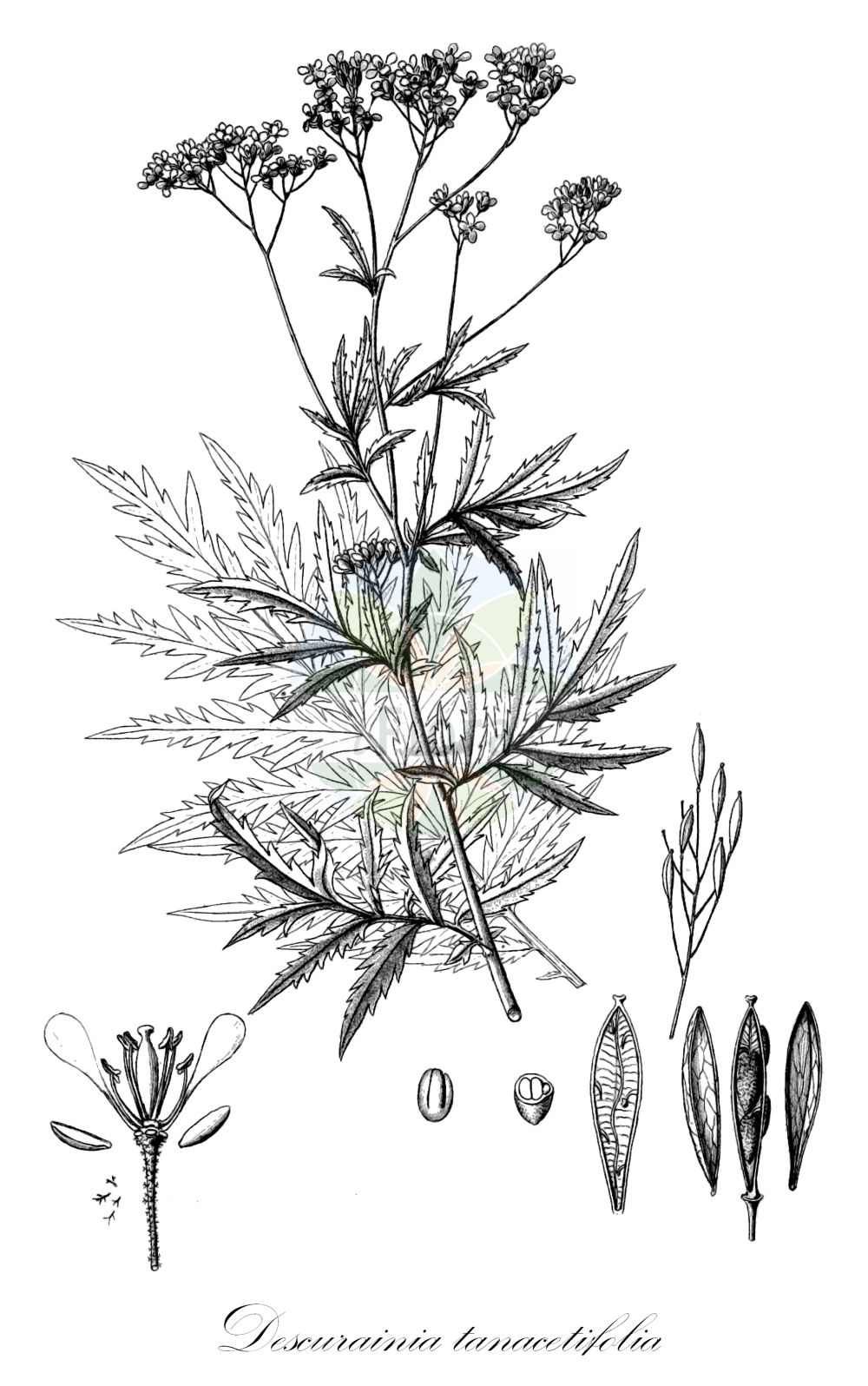 Historische Abbildung von Descurainia tanacetifolia. Das Bild zeigt Blatt, Bluete, Frucht und Same. ---- Historical Drawing of Descurainia tanacetifolia. The image is showing leaf, flower, fruit and seed.(Descurainia tanacetifolia,Descurainia tanacetifolia,Hugueninia tanacetifolia,Sisymbrium tanacetifolium,Descurainia,Besenrauke,Brassicaceae,Kreuzblütler,Cabbage family,Blatt,Bluete,Frucht,Same,leaf,flower,fruit,seed,Reichenbach (1823-1832))