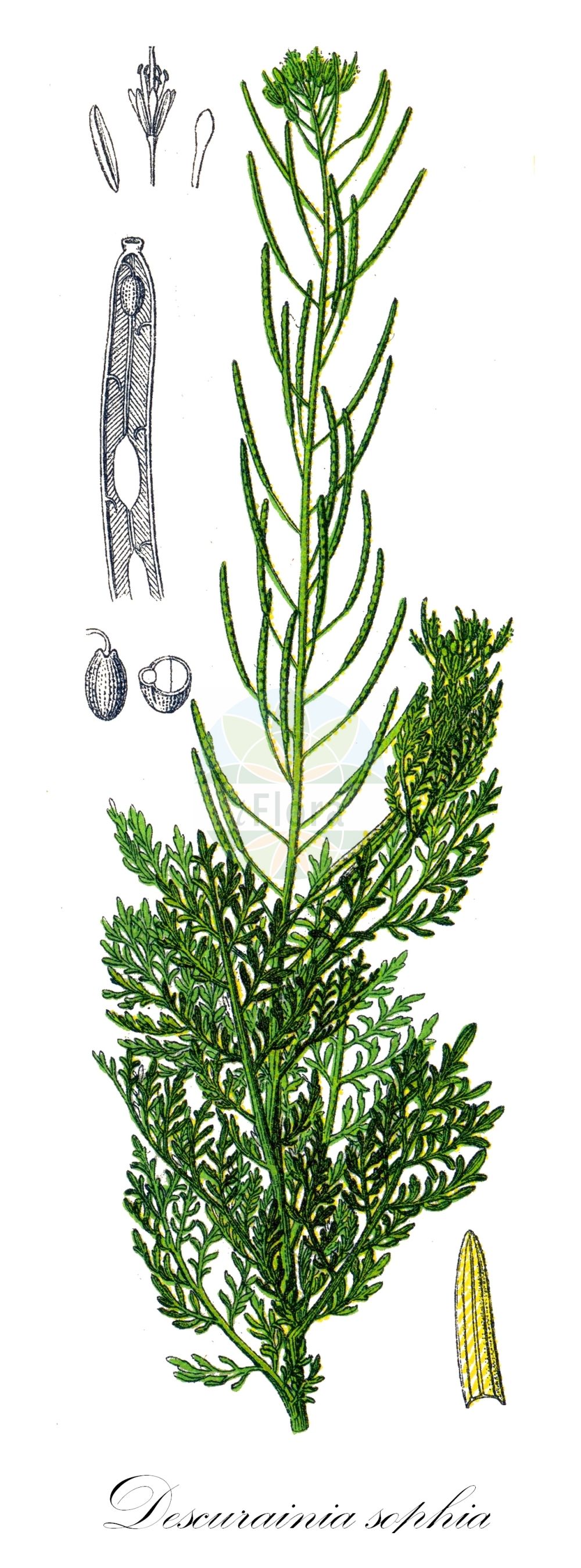 Historische Abbildung von Descurainia sophia (Gewöhnliche Besenrauke - Flixweed). Das Bild zeigt Blatt, Bluete, Frucht und Same. ---- Historical Drawing of Descurainia sophia (Gewöhnliche Besenrauke - Flixweed). The image is showing leaf, flower, fruit and seed.(Descurainia sophia,Gewöhnliche Besenrauke,Flixweed,Descurainia sophia,Descurainia sophia (L.) Prantl,Sisymbrium persicum,Sisymbrium sophia,Gewoehnliche Besenrauke,Besenrauke,Sophienkraut,Flixweed,Herb Sophia,Descurainia,Besenrauke,Brassicaceae,Kreuzblütler,Cabbage family,Blatt,Bluete,Frucht,Same,leaf,flower,fruit,seed,Sturm (1796f))