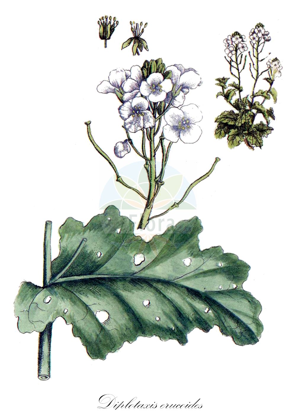 Historische Abbildung von Diplotaxis erucoides (White Wall-rocket). Das Bild zeigt Blatt, Bluete, Frucht und Same. ---- Historical Drawing of Diplotaxis erucoides (White Wall-rocket). The image is showing leaf, flower, fruit and seed.(Diplotaxis erucoides,White Wall-rocket,Diplotaxis erucoides,Diplotaxis hispidula,Diplotaxis platystylos,Diplotaxis valentina,Diplotaxis versicolor,Sinapis apula,Sinapis erucoides,Diplotaxis,Doppelsame,Wallrocket,Brassicaceae,Kreuzblütler,Cabbage family,Blatt,Bluete,Frucht,Same,leaf,flower,fruit,seed,Bulliard (1776-1781))