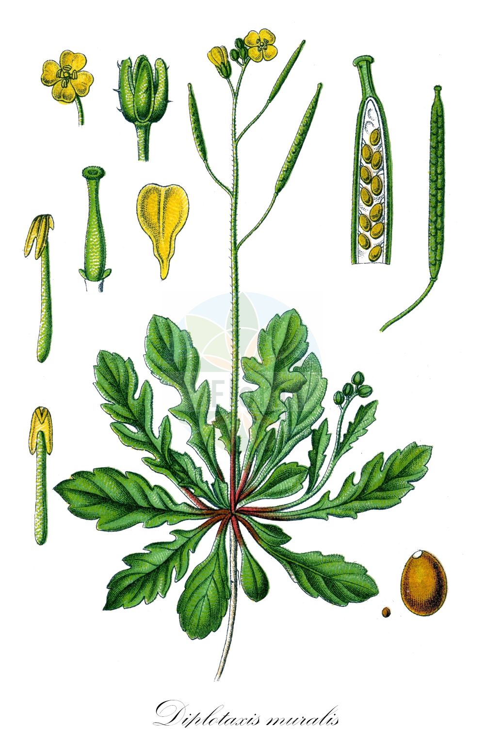 Historische Abbildung von Diplotaxis muralis (Mauer-Doppelsame - Annual Wall-rocket). Das Bild zeigt Blatt, Bluete, Frucht und Same. ---- Historical Drawing of Diplotaxis muralis (Mauer-Doppelsame - Annual Wall-rocket). The image is showing leaf, flower, fruit and seed.(Diplotaxis muralis,Mauer-Doppelsame,Annual Wall-rocket,Diplotaxis muralis,Diplotaxis muralis (L.) DC.,Diplotaxis scaposa,Sisymbrium murale,Mauer-Doppelsame,Mauer-Doppelrauke,Mauersenf,Annual Wall-rocket,Sand Rocket,Stinking Wallrocket,Stinkweed,Wall Rocket,Diplotaxis,Doppelsame,Wallrocket,Brassicaceae,Kreuzblütler,Cabbage family,Blatt,Bluete,Frucht,Same,leaf,flower,fruit,seed,Sturm (1796f))