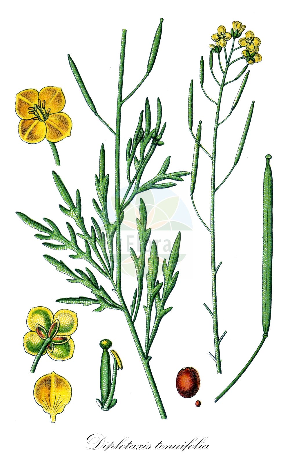 Historische Abbildung von Diplotaxis tenuifolia (Schmalblättriger Doppelsame - Perennial Wall-rocket). Das Bild zeigt Blatt, Bluete, Frucht und Same. ---- Historical Drawing of Diplotaxis tenuifolia (Schmalblättriger Doppelsame - Perennial Wall-rocket). The image is showing leaf, flower, fruit and seed.(Diplotaxis tenuifolia,Schmalblättriger Doppelsame,Perennial Wall-rocket,Diplotaxis tenuifolia,Sisymbrium tenuifolium,Schmalblaettriger Doppelsame,Schmalblaettrige Doppelrauke,Stinkrauke,Perennial Wall-rocket,Sand Rocket,Slim-leaf Wall Rocket,Wall Rocket,Diplotaxis,Doppelsame,Wallrocket,Brassicaceae,Kreuzblütler,Cabbage family,Blatt,Bluete,Frucht,Same,leaf,flower,fruit,seed,Sturm (1796f))