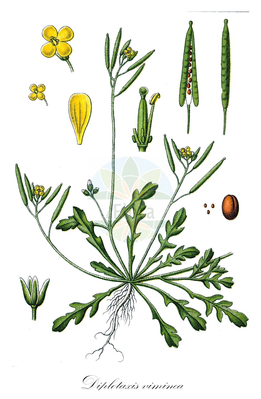 Historische Abbildung von Diplotaxis viminea (Ruten-Doppelsame - Vineyard Wall-rocket). Das Bild zeigt Blatt, Bluete, Frucht und Same. ---- Historical Drawing of Diplotaxis viminea (Ruten-Doppelsame - Vineyard Wall-rocket). The image is showing leaf, flower, fruit and seed.(Diplotaxis viminea,Ruten-Doppelsame,Vineyard Wall-rocket,Arabis longistyla,Diplotaxis prolongoi,Diplotaxis viminea,Diplotaxis viminea (L.) DC.,Sisymbrium vimineum,Ruten-Doppelsame,Duennstaengeliger Doppelsame,Ruten-Doppelrauke,Vineyard Wall-rocket,Southern Rocket,Diplotaxis,Doppelsame,Wallrocket,Brassicaceae,Kreuzblütler,Cabbage family,Blatt,Bluete,Frucht,Same,leaf,flower,fruit,seed,Sturm (1796f))