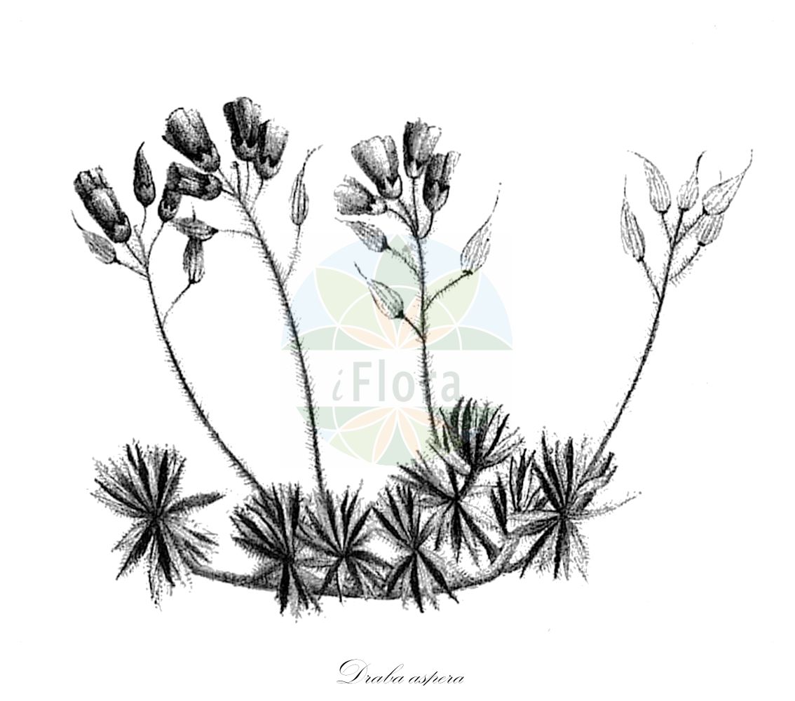 Historische Abbildung von Draba aspera. Das Bild zeigt Blatt, Bluete, Frucht und Same. ---- Historical Drawing of Draba aspera. The image is showing leaf, flower, fruit and seed.(Draba aspera,Draba armata,Draba aspera,Draba aspera Bertol. var.,Draba levieri,Draba longirostra,Draba longirostra Schott,Nyman,Draba olympicoides,Draba turgida,Draba,Felsenblümchen,Whitlowgrass,Brassicaceae,Kreuzblütler,Cabbage family,Blatt,Bluete,Frucht,Same,leaf,flower,fruit,seed,Colla (1835-1837))