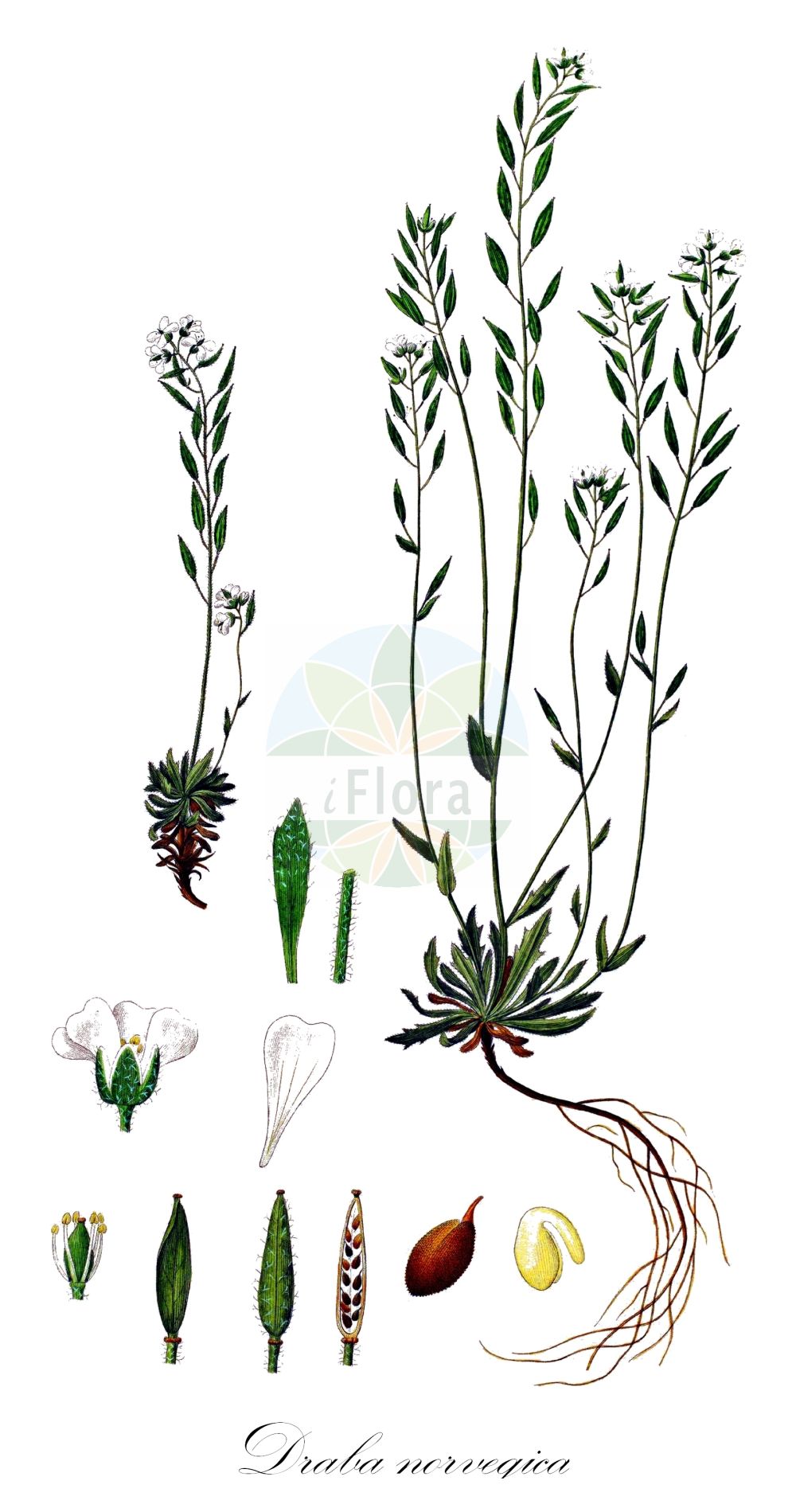 Historische Abbildung von Draba norvegica (Rock Whitlowgrass). Das Bild zeigt Blatt, Bluete, Frucht und Same. ---- Historical Drawing of Draba norvegica (Rock Whitlowgrass). The image is showing leaf, flower, fruit and seed.(Draba norvegica,Rock Whitlowgrass,Draba norvegica,Draba norvegica Gunnerus var.,Draba rupestris,Draba,Felsenblümchen,Whitlowgrass,Brassicaceae,Kreuzblütler,Cabbage family,Blatt,Bluete,Frucht,Same,leaf,flower,fruit,seed,Oeder (1761-1883))