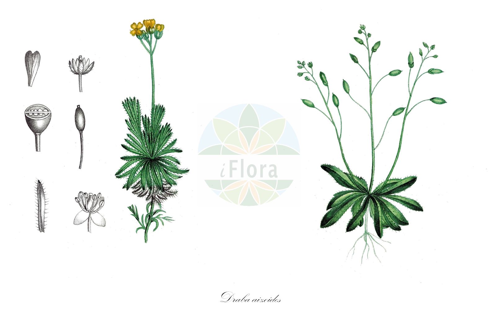 Historische Abbildung von Draba aizoides (Immergrünes Hungerblümchen - Yellow Whitlowgrass). Das Bild zeigt Blatt, Bluete, Frucht und Same. ---- Historical Drawing of Draba aizoides (Immergrünes Hungerblümchen - Yellow Whitlowgrass). The image is showing leaf, flower, fruit and seed.(Draba aizoides,Immergrünes Hungerblümchen,Yellow Whitlowgrass,Draba affinis,Draba aizoides,Immergruenes Hungerbluemchen,Yellow Whitlowgrass,Draba,Felsenblümchen,Whitlowgrass,Brassicaceae,Kreuzblütler,Cabbage family,Blatt,Bluete,Frucht,Same,leaf,flower,fruit,seed,de Saint-Hilaire (1824a))