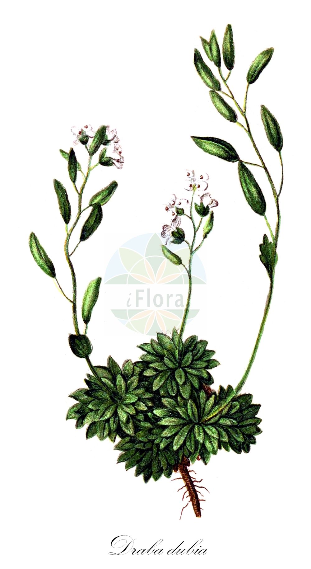 Historische Abbildung von Draba dubia (Eis-Felsenblümchen - Austrian Whitlowgrass). Das Bild zeigt Blatt, Bluete, Frucht und Same. ---- Historical Drawing of Draba dubia (Eis-Felsenblümchen - Austrian Whitlowgrass). The image is showing leaf, flower, fruit and seed.(Draba dubia,Eis-Felsenblümchen,Austrian Whitlowgrass,Draba dubia,Draba laevipes,Eis-Felsenbluemchen,Frost-Felsenbluemchen,Kaelte-Felsenbluemchen,Austrian Whitlowgrass,Draba,Felsenblümchen,Whitlowgrass,Brassicaceae,Kreuzblütler,Cabbage family,Blatt,Bluete,Frucht,Same,leaf,flower,fruit,seed,Hartinger & von Dalla Torre (1806f))