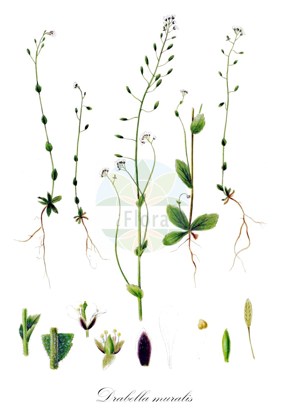 Historische Abbildung von Drabella muralis (Mauer-Felsenblümchen - Wall Whitlowgrass). Das Bild zeigt Blatt, Bluete, Frucht und Same. ---- Historical Drawing of Drabella muralis (Mauer-Felsenblümchen - Wall Whitlowgrass). The image is showing leaf, flower, fruit and seed.(Drabella muralis,Mauer-Felsenblümchen,Wall Whitlowgrass,Draba muralis,Draba ramosa,Drabella columnae,Drabella muralis,Mauer-Felsenbluemchen,Mauer-Hungerbluemchen,Wall Whitlowgrass,Drabella,Brassicaceae,Kreuzblütler,Cabbage family,Blatt,Bluete,Frucht,Same,leaf,flower,fruit,seed,Oeder (1761-1883))