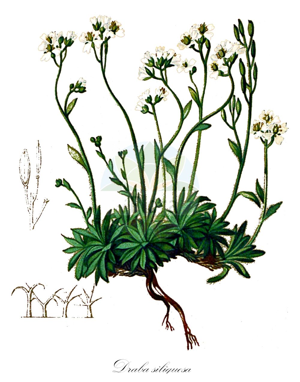 Historische Abbildung von Draba siliquosa (Kärntner Felsenblümchen - Carinthian Whitlowgrass). Das Bild zeigt Blatt, Bluete, Frucht und Same. ---- Historical Drawing of Draba siliquosa (Kärntner Felsenblümchen - Carinthian Whitlowgrass). The image is showing leaf, flower, fruit and seed.(Draba siliquosa,Kärntner Felsenblümchen,Carinthian Whitlowgrass,Draba carinthiaca,Draba carinthiaca Hoppe var.,Draba glabrata,Draba hoppei,Draba johannis,Draba siliquosa,Draba siliquosa M. Bieb.,Draba siliquosa var. glabrata,Kaerntner Felsenbluemchen,Carinthian Whitlowgrass,Starry Whitlowgrass,Draba,Felsenblümchen,Whitlowgrass,Brassicaceae,Kreuzblütler,Cabbage family,Blatt,Bluete,Frucht,Same,leaf,flower,fruit,seed,Seboth & Graf (1879-1884))