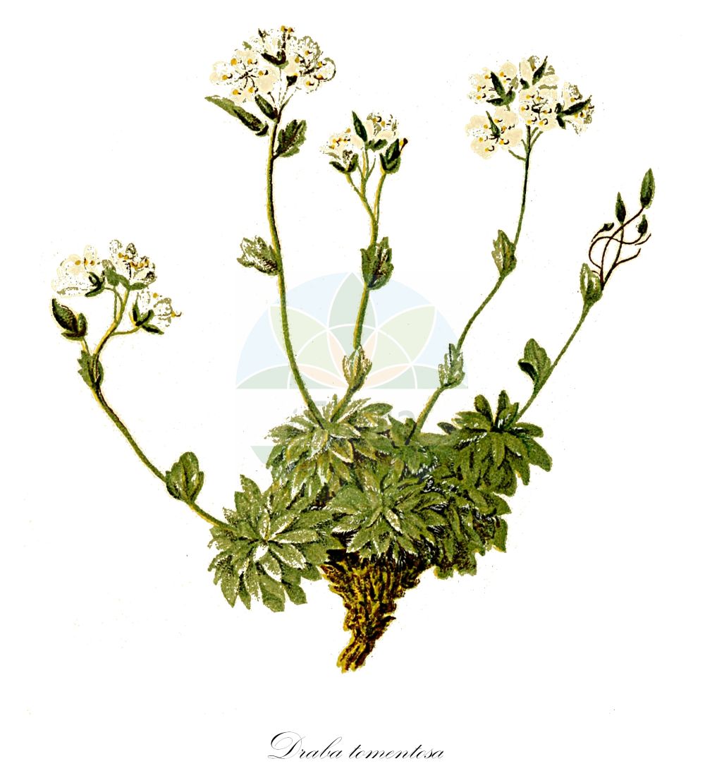 Historische Abbildung von Draba tomentosa (Filziges Felsenblümchen - Downy Whitlowgrass). Das Bild zeigt Blatt, Bluete, Frucht und Same. ---- Historical Drawing of Draba tomentosa (Filziges Felsenblümchen - Downy Whitlowgrass). The image is showing leaf, flower, fruit and seed.(Draba tomentosa,Filziges Felsenblümchen,Downy Whitlowgrass,Draba tomentosa,Filziges Felsenbluemchen,Downy Whitlowgrass,Draba,Felsenblümchen,Whitlowgrass,Brassicaceae,Kreuzblütler,Cabbage family,Blatt,Bluete,Frucht,Same,leaf,flower,fruit,seed,Hartinger & von Dalla Torre (1806f))