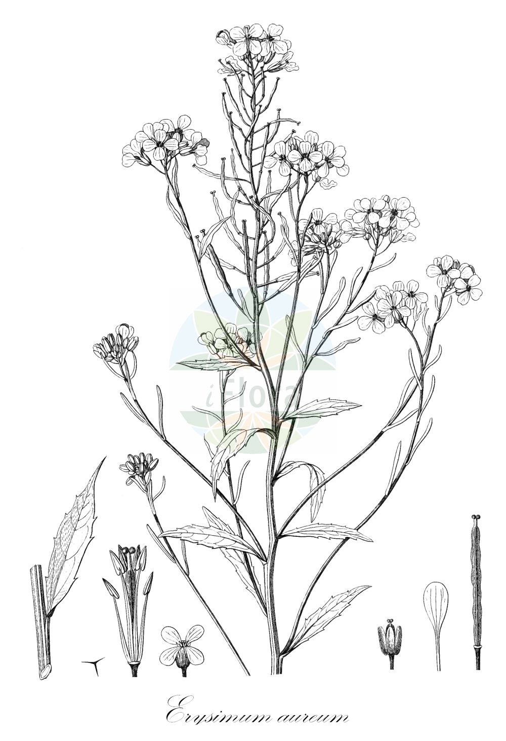 Historische Abbildung von Erysimum aureum. Das Bild zeigt Blatt, Bluete, Frucht und Same. ---- Historical Drawing of Erysimum aureum. The image is showing leaf, flower, fruit and seed.(Erysimum aureum,Erysimum aureum,Erysimum sylvaticum,Erysimum,Schöterich,Wallflower,Brassicaceae,Kreuzblütler,Cabbage family,Blatt,Bluete,Frucht,Same,leaf,flower,fruit,seed)