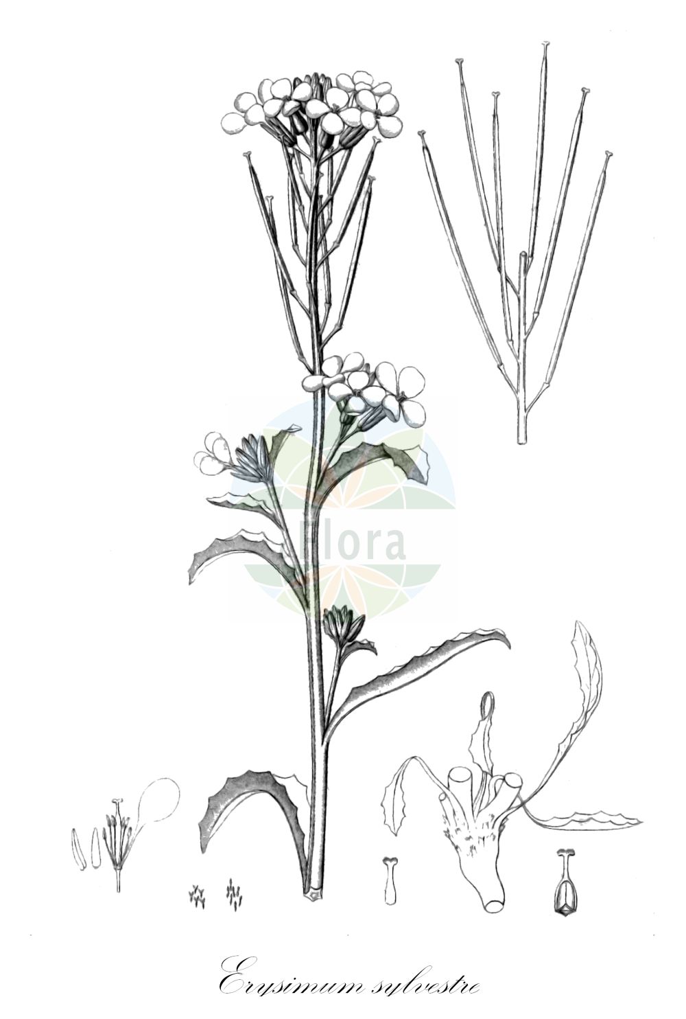 Historische Abbildung von Erysimum sylvestre. Das Bild zeigt Blatt, Bluete, Frucht und Same. ---- Historical Drawing of Erysimum sylvestre. The image is showing leaf, flower, fruit and seed.(Erysimum sylvestre,Cheiranthus sylvestris,Erysimum cheiranthus,Erysimum sylvestre,Erysimum,Schöterich,Wallflower,Brassicaceae,Kreuzblütler,Cabbage family,Blatt,Bluete,Frucht,Same,leaf,flower,fruit,seed,Reichenbach (1823-1832))