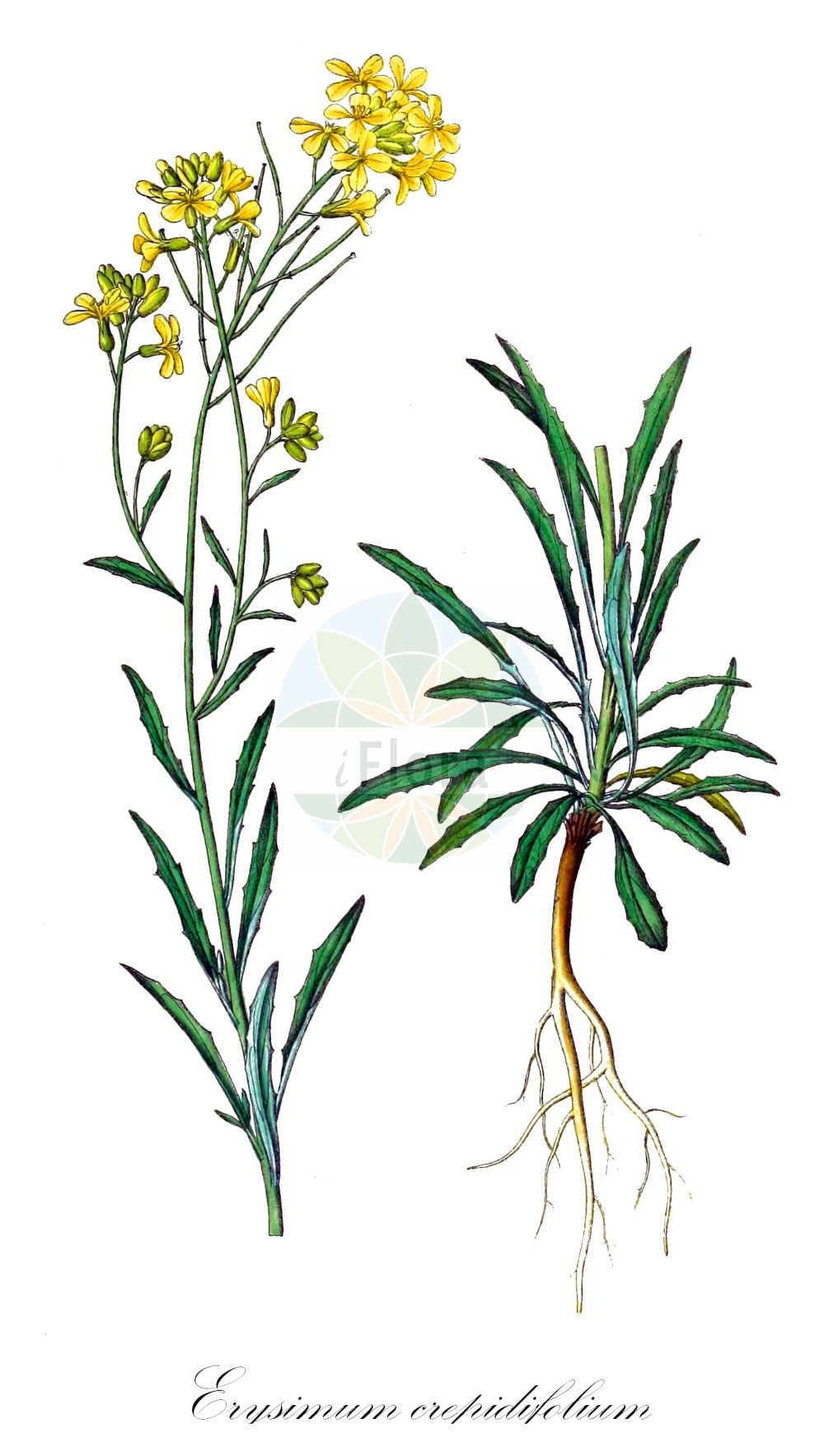 Historische Abbildung von Erysimum crepidifolium (Bleicher Schöterich - Pale Wallflower). Das Bild zeigt Blatt, Bluete, Frucht und Same. ---- Historical Drawing of Erysimum crepidifolium (Bleicher Schöterich - Pale Wallflower). The image is showing leaf, flower, fruit and seed.(Erysimum crepidifolium,Bleicher Schöterich,Pale Wallflower,Erysimum banaticum,Erysimum crepidifolium,Bleicher Schoeterich,Gaensesterbe,Pale Wallflower,Erysimum,Schöterich,Wallflower,Brassicaceae,Kreuzblütler,Cabbage family,Blatt,Bluete,Frucht,Same,leaf,flower,fruit,seed,Dietrich (1833-1844))