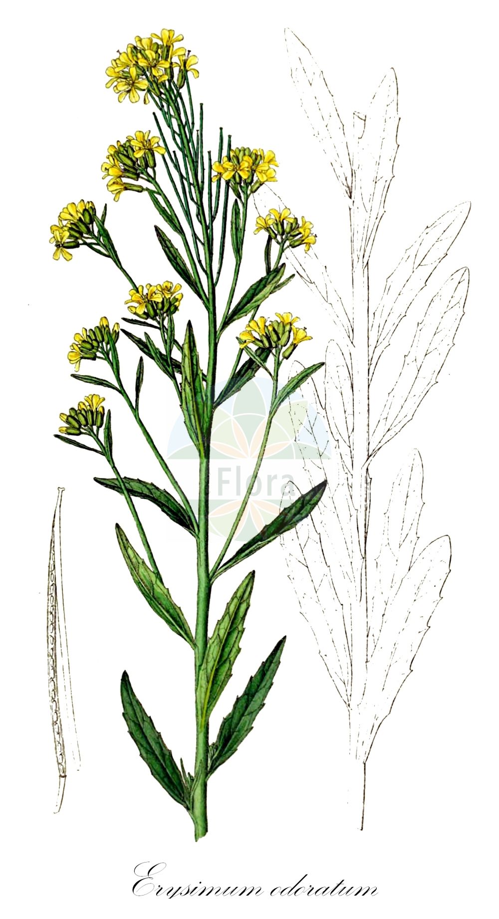Historische Abbildung von Erysimum odoratum (Duft-Schöterich - European Wallflower). Das Bild zeigt Blatt, Bluete, Frucht und Same. ---- Historical Drawing of Erysimum odoratum (Duft-Schöterich - European Wallflower). The image is showing leaf, flower, fruit and seed.(Erysimum odoratum,Duft-Schöterich,European Wallflower,Erysimum erysimoides,Erysimum erysimoides (L.) Janch.,Erysimum odoratum,Erysimum odoratum Ehrh. subsp.,Erysimum pallescens,Erysimum pannonicum,Erysimum pannonicum Crantz var.,Erysimum sylvestre subsp. cheiranthus,Duft-Schoeterich,Steifer Schoeterich,European Wallflower,Smelly Wallflower,Erysimum,Schöterich,Wallflower,Brassicaceae,Kreuzblütler,Cabbage family,Blatt,Bluete,Frucht,Same,leaf,flower,fruit,seed,Dietrich (1833-1844))