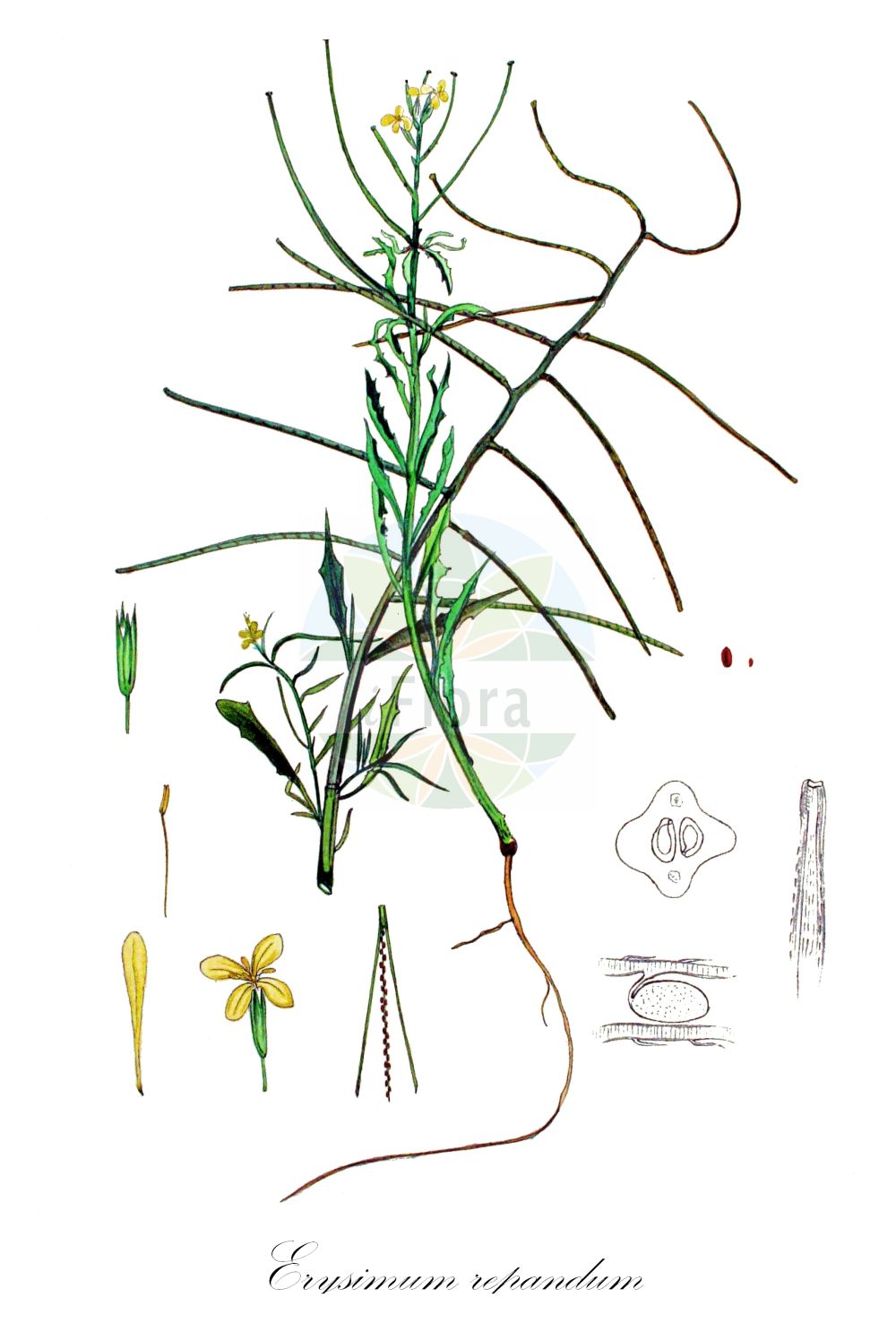 Historische Abbildung von Erysimum repandum (Sparriger Schöterich - Spreading Treacle-mustard). Das Bild zeigt Blatt, Bluete, Frucht und Same. ---- Historical Drawing of Erysimum repandum (Sparriger Schöterich - Spreading Treacle-mustard). The image is showing leaf, flower, fruit and seed.(Erysimum repandum,Sparriger Schöterich,Spreading Treacle-mustard,Erysimum comperianum,Erysimum patens,Erysimum ramosissimum,Erysimum repandum,Erysimum rigidum,Sparriger Schoeterich,Brach-Schoeterich,Spreizender Schoeterich,Spreading Treacle-mustard,Bushy Wallflower,Voluminous Erysimum,Spreading Wallflower,Treacle Mustard,Erysimum,Schöterich,Wallflower,Brassicaceae,Kreuzblütler,Cabbage family,Blatt,Bluete,Frucht,Same,leaf,flower,fruit,seed,Kops (1800-1934))