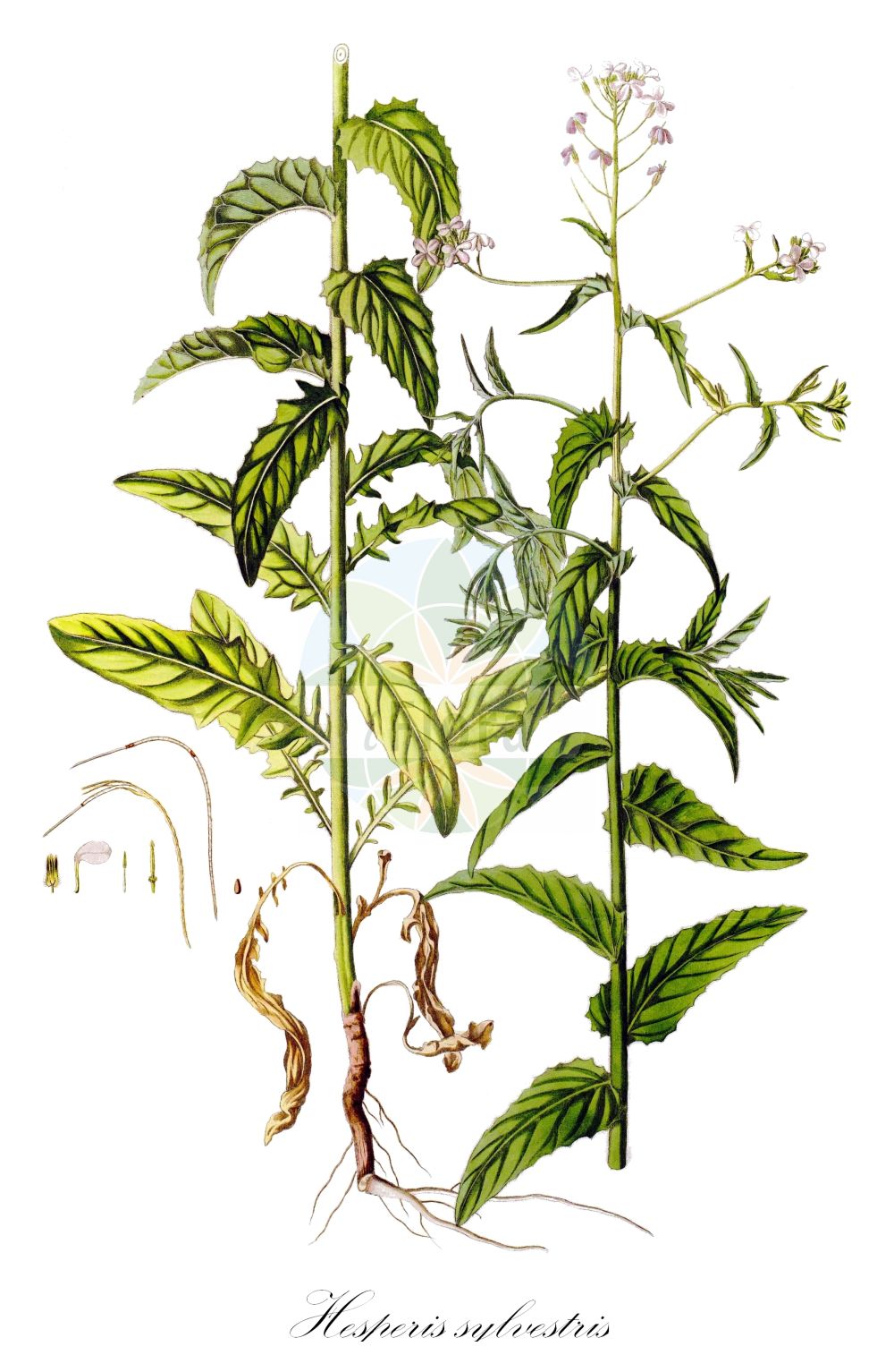 Historische Abbildung von Hesperis sylvestris. Das Bild zeigt Blatt, Bluete, Frucht und Same. ---- Historical Drawing of Hesperis sylvestris. The image is showing leaf, flower, fruit and seed.(Hesperis sylvestris,Hesperis runcinata,Hesperis sylvestris,Hesperis,Nachtviole,Rocket,Brassicaceae,Kreuzblütler,Cabbage family,Blatt,Bluete,Frucht,Same,leaf,flower,fruit,seed,Waldstein-Wartenberg & Kitaibel (1799-1812))