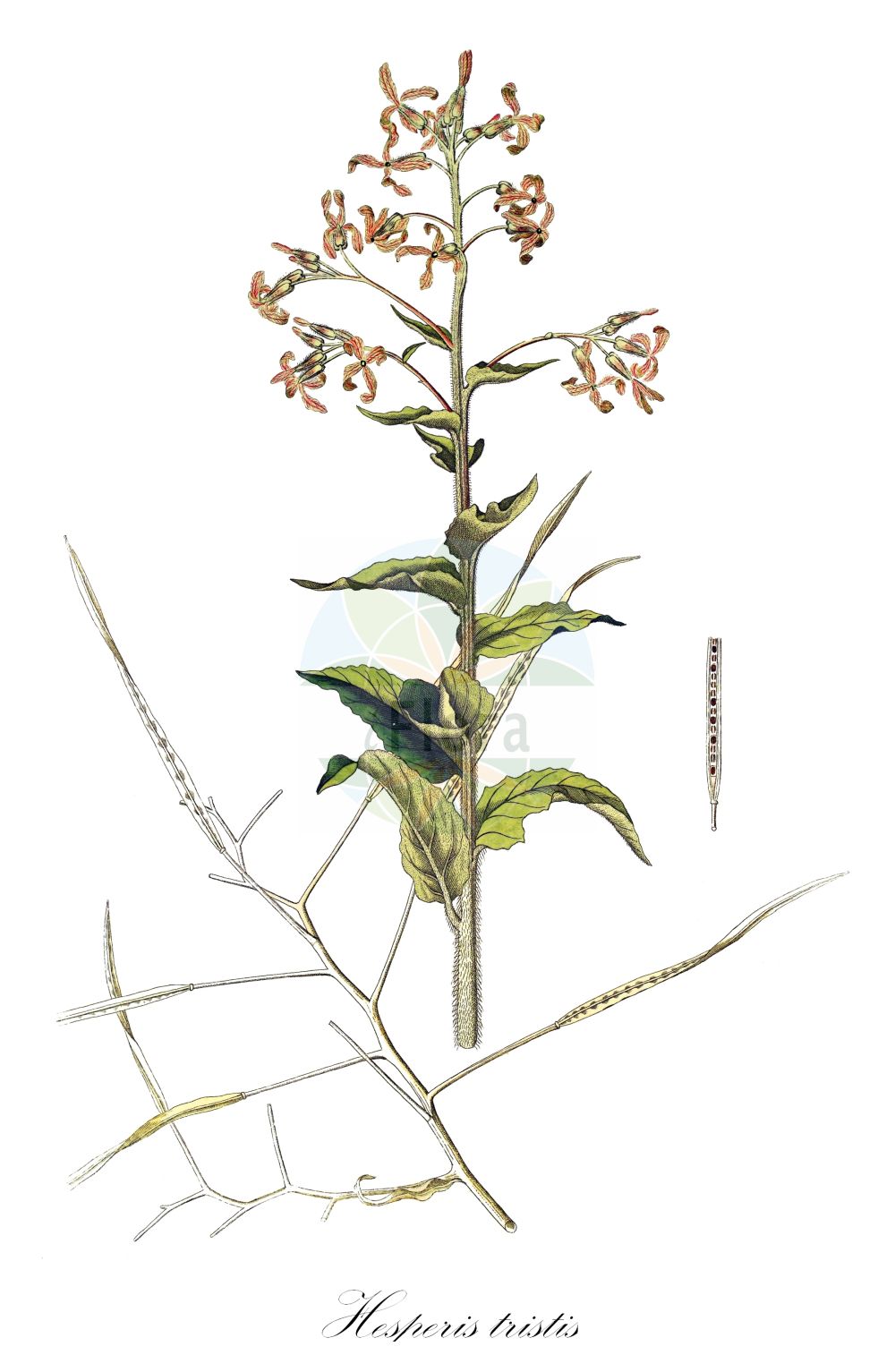 Historische Abbildung von Hesperis tristis. Das Bild zeigt Blatt, Bluete, Frucht und Same. ---- Historical Drawing of Hesperis tristis. The image is showing leaf, flower, fruit and seed.(Hesperis tristis,Hesperis tristis,Hesperis,Nachtviole,Rocket,Brassicaceae,Kreuzblütler,Cabbage family,Blatt,Bluete,Frucht,Same,leaf,flower,fruit,seed)