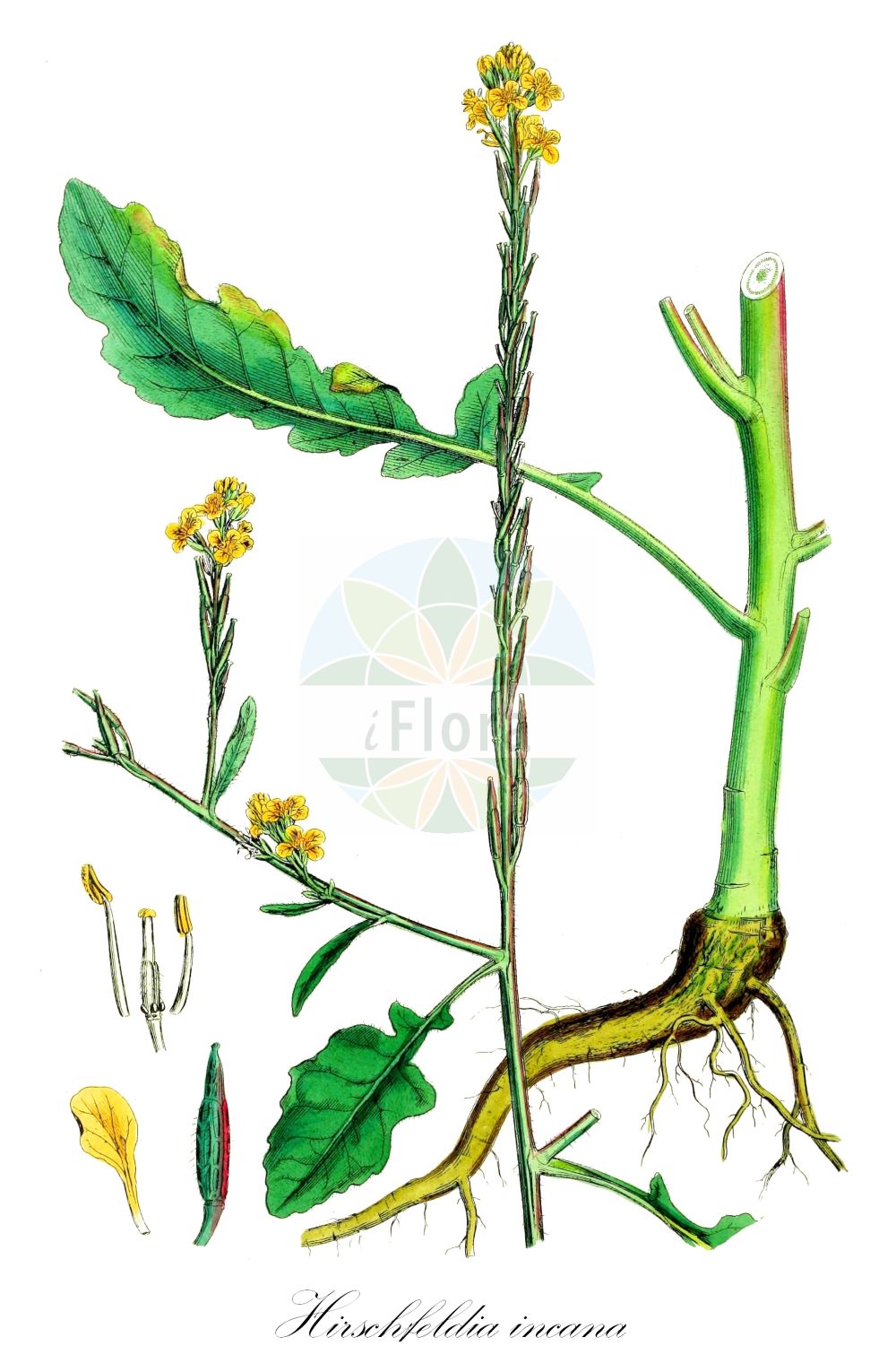 Historische Abbildung von Hirschfeldia incana (Grausenf - Hoary Mustard). Das Bild zeigt Blatt, Bluete, Frucht und Same. ---- Historical Drawing of Hirschfeldia incana (Grausenf - Hoary Mustard). The image is showing leaf, flower, fruit and seed.(Hirschfeldia incana,Grausenf,Hoary Mustard,Brassica adpressa,Erucastrum heterophyllum,Erucastrum incanum,Hirschfeldia adpressa,Hirschfeldia geniculata,Hirschfeldia incana,Myagrum hispanicum,Sinapis geniculata,Sinapis incana,Grausenf,Graukohl,Rempe,Hoary Mustard,Bastard Rocket,Buchanweed,Hairy Brassica,Short-pod Mustard,Hirschfeldia,Grausenf,Short-pod Mustard,Brassicaceae,Kreuzblütler,Cabbage family,Blatt,Bluete,Frucht,Same,leaf,flower,fruit,seed,Sowerby (1790-1813))