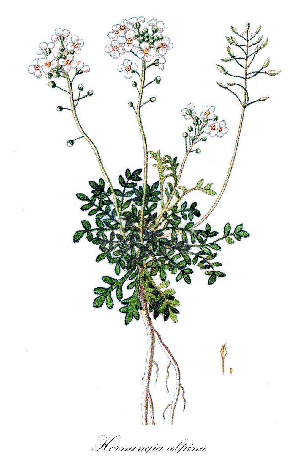 Historische Abbildung von Hornungia alpina (Alpen-Gemskresse - Chamois Cress). Das Bild zeigt Blatt, Bluete, Frucht und Same. ---- Historical Drawing of Hornungia alpina (Alpen-Gemskresse - Chamois Cress). The image is showing leaf, flower, fruit and seed.(Hornungia alpina,Alpen-Gemskresse,Chamois Cress,Hornungia alpina,Hutchinsia affinis,Hutchinsia alpina,Lepidium alpinum,Noccaea alpina,Pritzelago alpina,Alpen-Gemskresse,Kurzstaengel-Gaemskresse,Chamois Cress,Hornungia,Felskresse,Hornungia,Brassicaceae,Kreuzblütler,Cabbage family,Blatt,Bluete,Frucht,Same,leaf,flower,fruit,seed)