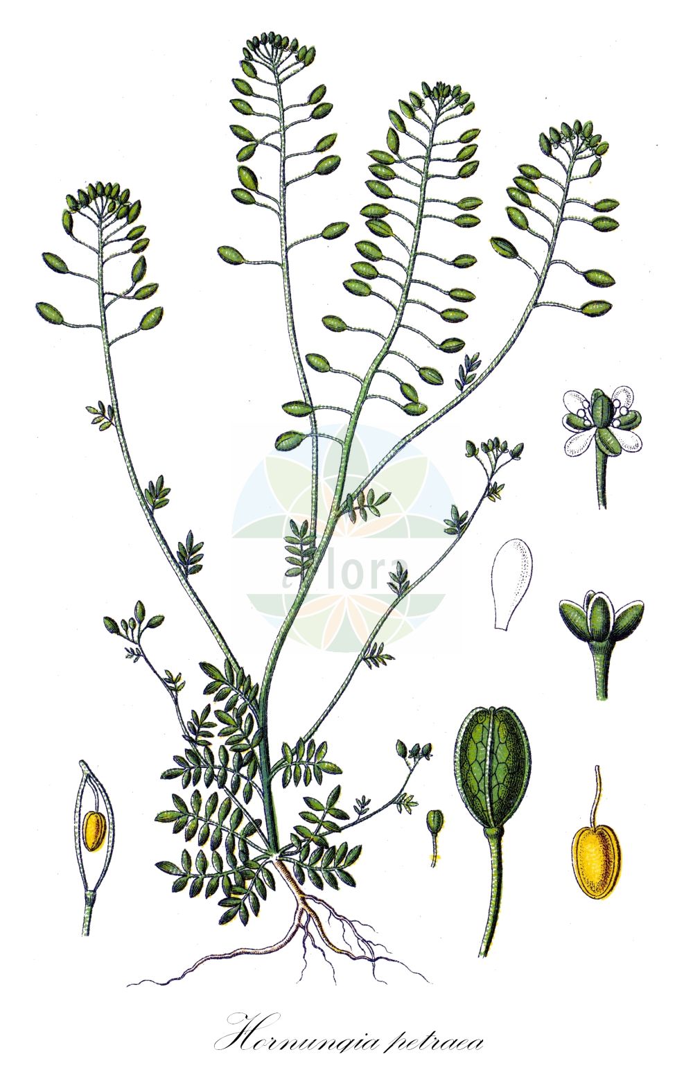 Historische Abbildung von Hornungia petraea (Kleine Felskresse - Hutchinsia). Das Bild zeigt Blatt, Bluete, Frucht und Same. ---- Historical Drawing of Hornungia petraea (Kleine Felskresse - Hutchinsia). The image is showing leaf, flower, fruit and seed.(Hornungia petraea,Kleine Felskresse,Hutchinsia,Hornungia petraea,Hornungia petraea (L.) Rchb.,Hutchinsia petraea,Lepidium petraeum,Kleine Felskresse,Stein-Kresse,Zwerg-Steppenkresse,Hutchinsia,Chamois Cress,Rock Hutchinsia,Hornungia,Felskresse,Hornungia,Brassicaceae,Kreuzblütler,Cabbage family,Blatt,Bluete,Frucht,Same,leaf,flower,fruit,seed,Sturm (1796f))