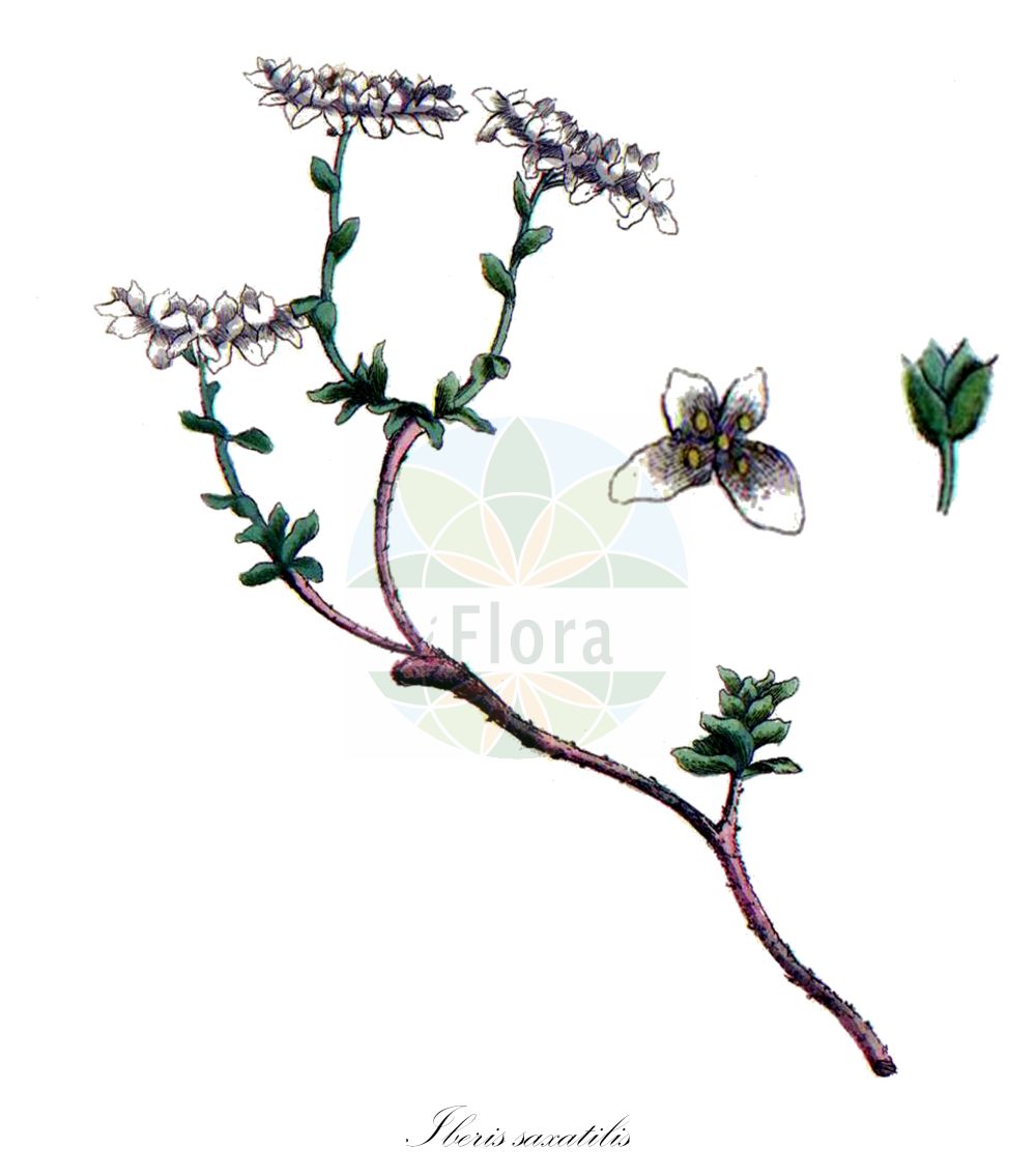 Historische Abbildung von Iberis saxatilis. Das Bild zeigt Blatt, Bluete, Frucht und Same. ---- Historical Drawing of Iberis saxatilis. The image is showing leaf, flower, fruit and seed.(Iberis saxatilis,Iberis saxatilis,Iberis,Schleifenblume,Candytuft,Brassicaceae,Kreuzblütler,Cabbage family,Blatt,Bluete,Frucht,Same,leaf,flower,fruit,seed,Bulliard (1776-1781))