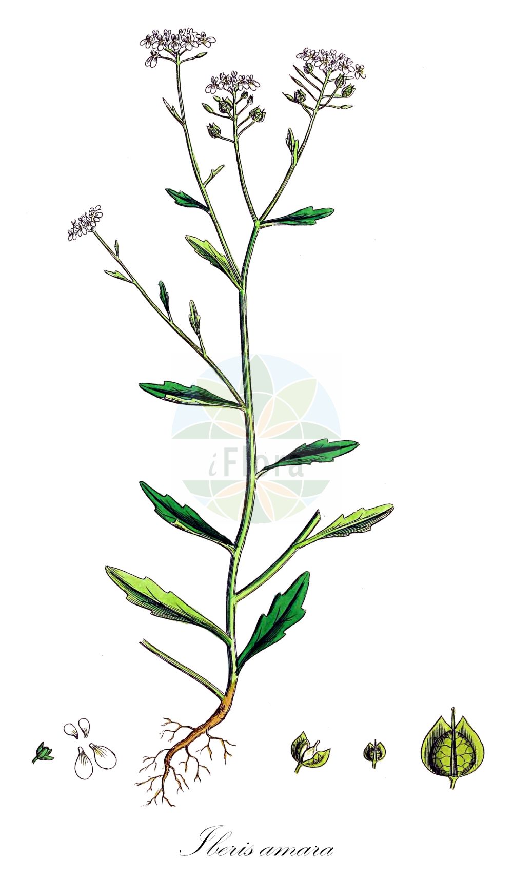 Historische Abbildung von Iberis amara (Bittere Schleifenblume - Wild Candytuft). Das Bild zeigt Blatt, Bluete, Frucht und Same. ---- Historical Drawing of Iberis amara (Bittere Schleifenblume - Wild Candytuft). The image is showing leaf, flower, fruit and seed.(Iberis amara,Bittere Schleifenblume,Wild Candytuft,Iberis affinis,Iberis amara,Iberis amara L. subsp.,Iberis ceratophylla,Iberis coronaria,Iberis crenata,Iberis forestieri,Iberis pinetorum,Bittere Schleifenblume,Wild Candytuft,Annual Candytuft,Iberis,Schleifenblume,Candytuft,Brassicaceae,Kreuzblütler,Cabbage family,Blatt,Bluete,Frucht,Same,leaf,flower,fruit,seed,Sowerby (1790-1813))