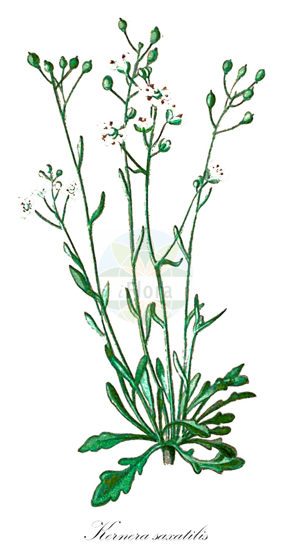 Historische Abbildung von Kernera saxatilis (Felsen-Kugelschötchen - Kernera). Das Bild zeigt Blatt, Bluete, Frucht und Same. ---- Historical Drawing of Kernera saxatilis (Felsen-Kugelschötchen - Kernera). The image is showing leaf, flower, fruit and seed.(Kernera saxatilis,Felsen-Kugelschötchen,Kernera,Cochlearia saxatilis,Kernera myagroides,Kernera saxatilis,Felsen-Kugelschoetchen,Kernera,Kernera,Kugelschötchen,Kernera,Brassicaceae,Kreuzblütler,Cabbage family,Blatt,Bluete,Frucht,Same,leaf,flower,fruit,seed,Seboth & Graf (1879-1884))