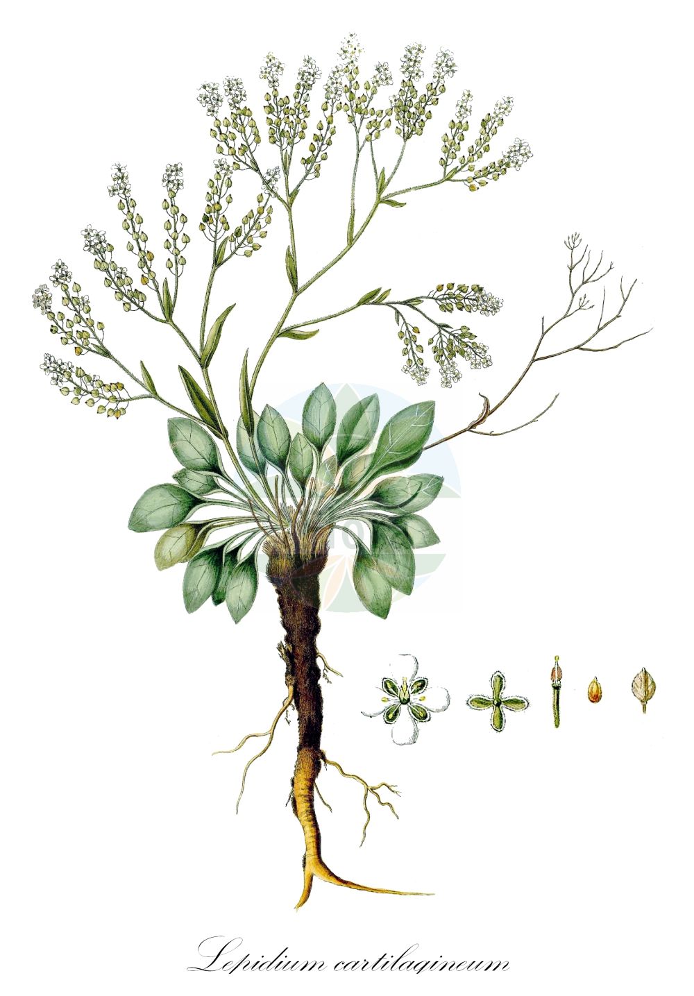 Historische Abbildung von Lepidium cartilagineum. Das Bild zeigt Blatt, Bluete, Frucht und Same. ---- Historical Drawing of Lepidium cartilagineum. The image is showing leaf, flower, fruit and seed.(Lepidium cartilagineum,Lepidium borysthenicum,Lepidium cartilagineum,Lepidium cartilagineum (J. C.,Lepidium crassifolium,Lepidium crenatifolium,Lepidium pumilum,Lepidium syvaschicum,Thlaspi cartilagineum,Lepidium,Kresse,Pepperweed,Brassicaceae,Kreuzblütler,Cabbage family,Blatt,Bluete,Frucht,Same,leaf,flower,fruit,seed,Waldstein-Wartenberg & Kitaibel (1799-1812))