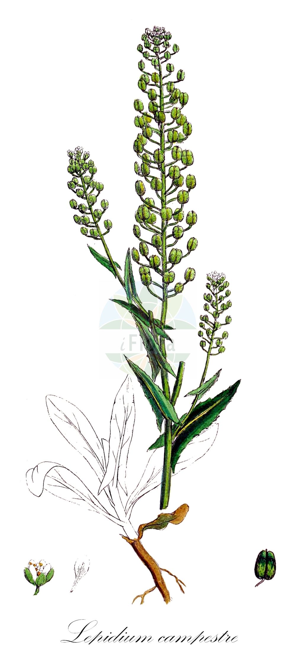 Historische Abbildung von Lepidium campestre (Feld-Kresse - Field Pepperwort). Das Bild zeigt Blatt, Bluete, Frucht und Same. ---- Historical Drawing of Lepidium campestre (Feld-Kresse - Field Pepperwort). The image is showing leaf, flower, fruit and seed.(Lepidium campestre,Feld-Kresse,Field Pepperwort,Lepidium campestre,Thlaspi campestre,Feld-Kresse,Field Pepperwort,Cow Cress,Field Cress,Pepperwort,Field Pepperweed,Lepidium,Kresse,Pepperweed,Brassicaceae,Kreuzblütler,Cabbage family,Blatt,Bluete,Frucht,Same,leaf,flower,fruit,seed,Sowerby (1790-1813))
