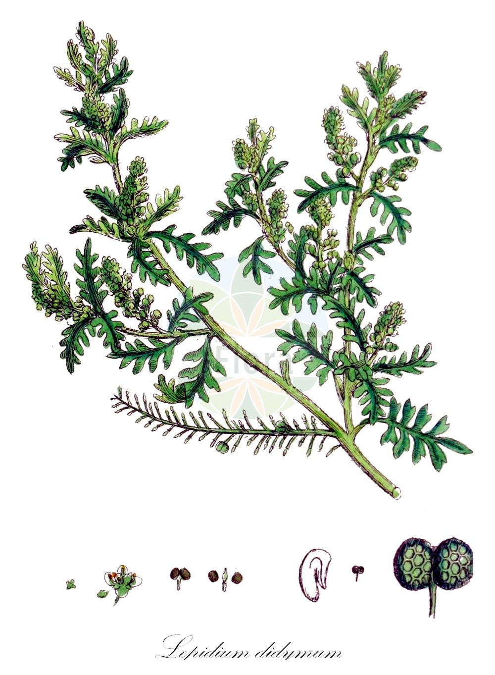 Historische Abbildung von Lepidium didymum (Zweiknotiger Krähenfuß - Lesser Swine-cress). Das Bild zeigt Blatt, Bluete, Frucht und Same. ---- Historical Drawing of Lepidium didymum (Zweiknotiger Krähenfuß - Lesser Swine-cress). The image is showing leaf, flower, fruit and seed.(Lepidium didymum,Zweiknotiger Krähenfuß,Lesser Swine-cress,Coronopus didymus,Coronopus pinnatifida,Lepidium didymum,Senebiera didyma,Senebiera didymus,Senebiera pinnatifida,Zweiknotiger Kraehenfuss,Lesser Swine-cress,Slender Wartcress,Twincress,Lepidium,Kresse,Pepperweed,Brassicaceae,Kreuzblütler,Cabbage family,Blatt,Bluete,Frucht,Same,leaf,flower,fruit,seed,Sowerby (1790-1813))