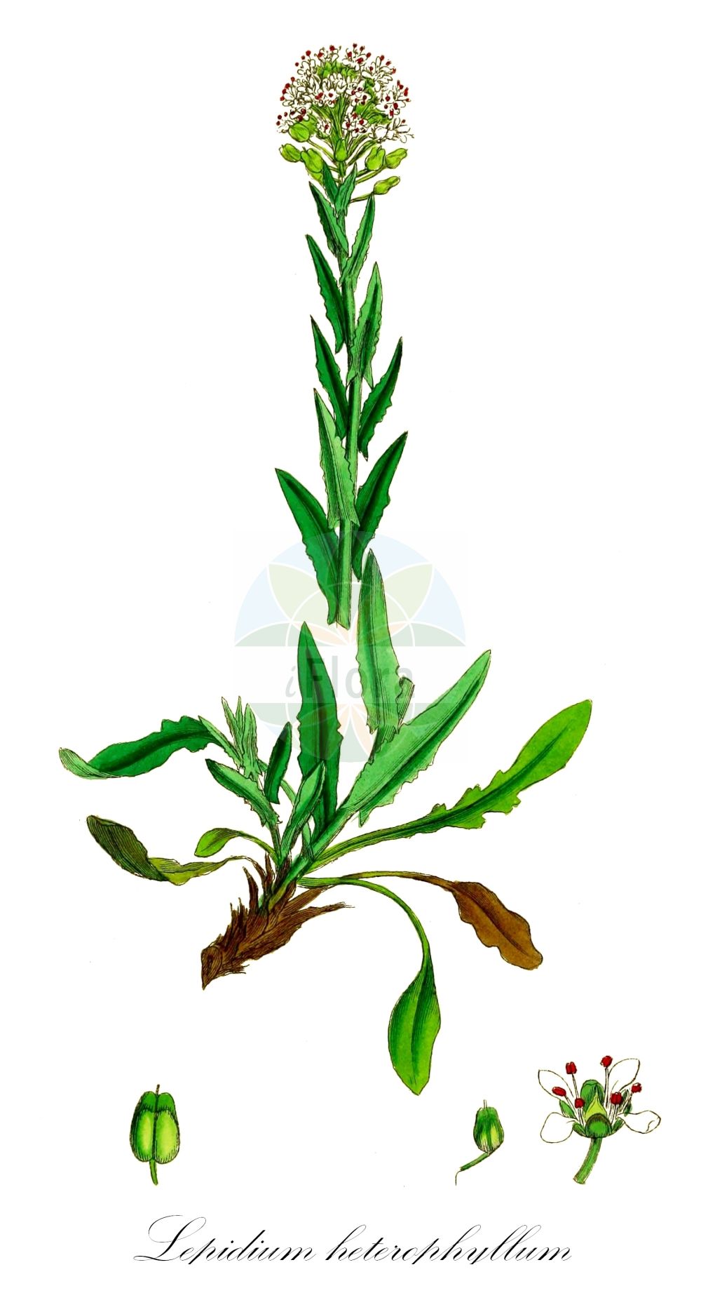 Historische Abbildung von Lepidium heterophyllum (Verschiedenblättrige Kresse - Smith's Pepperwort). Das Bild zeigt Blatt, Bluete, Frucht und Same. ---- Historical Drawing of Lepidium heterophyllum (Verschiedenblättrige Kresse - Smith's Pepperwort). The image is showing leaf, flower, fruit and seed.(Lepidium heterophyllum,Verschiedenblättrige Kresse,Smith's Pepperwort,Lepidium heterophyllum,Lepidium smithii,Thlaspi heterophyllum,Verschiedenblaettrige Kresse,Smith's Pepperwort,Purpleanther Field Pepperweed,Lepidium,Kresse,Pepperweed,Brassicaceae,Kreuzblütler,Cabbage family,Blatt,Bluete,Frucht,Same,leaf,flower,fruit,seed,Sowerby (1790-1813))