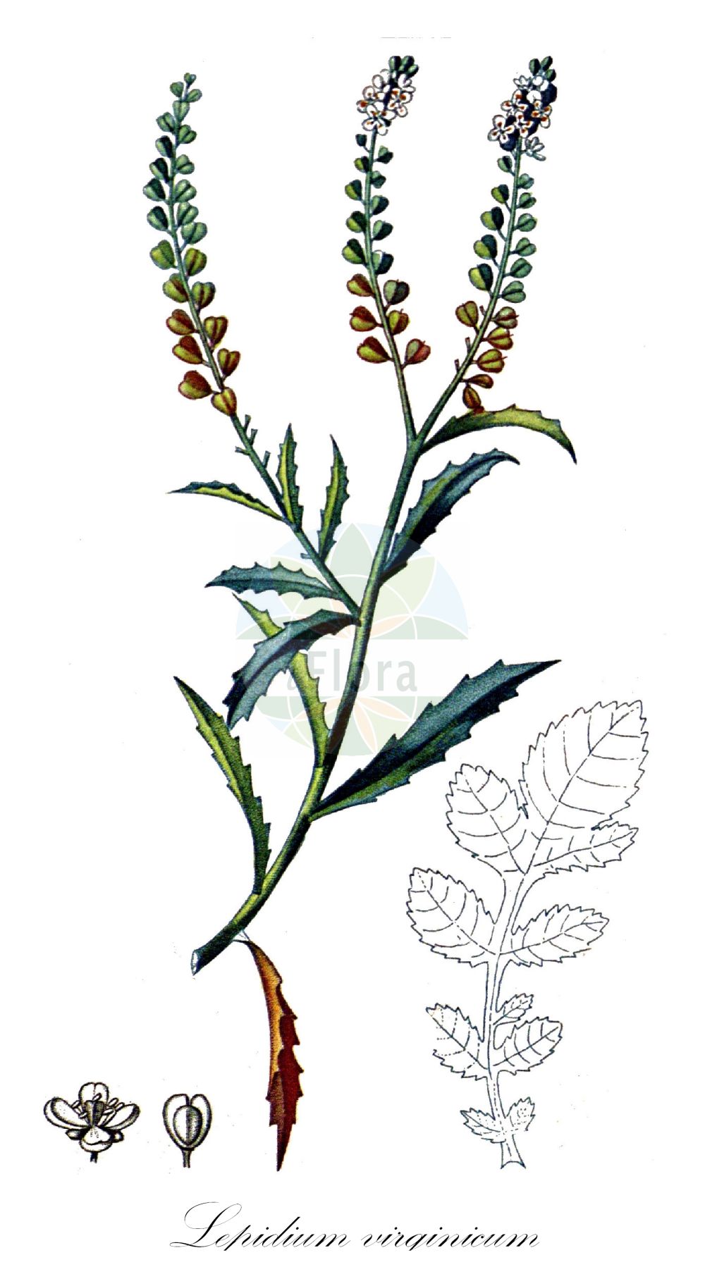 Historische Abbildung von Lepidium virginicum (Virginische Kresse - Least Pepperwort). Das Bild zeigt Blatt, Bluete, Frucht und Same. ---- Historical Drawing of Lepidium virginicum (Virginische Kresse - Least Pepperwort). The image is showing leaf, flower, fruit and seed.(Lepidium virginicum,Virginische Kresse,Least Pepperwort,Lepidium virginicum,Lepidium virginicum L. subsp.,Virginische Kresse,Least Pepperwort,Virginia Pepperrwort,Poor Man's Pepperwort,Virginian Peppercress,Virginia Pepperweed,Lepidium,Kresse,Pepperweed,Brassicaceae,Kreuzblütler,Cabbage family,Blatt,Bluete,Frucht,Same,leaf,flower,fruit,seed,Descourtilz (1821-1829))