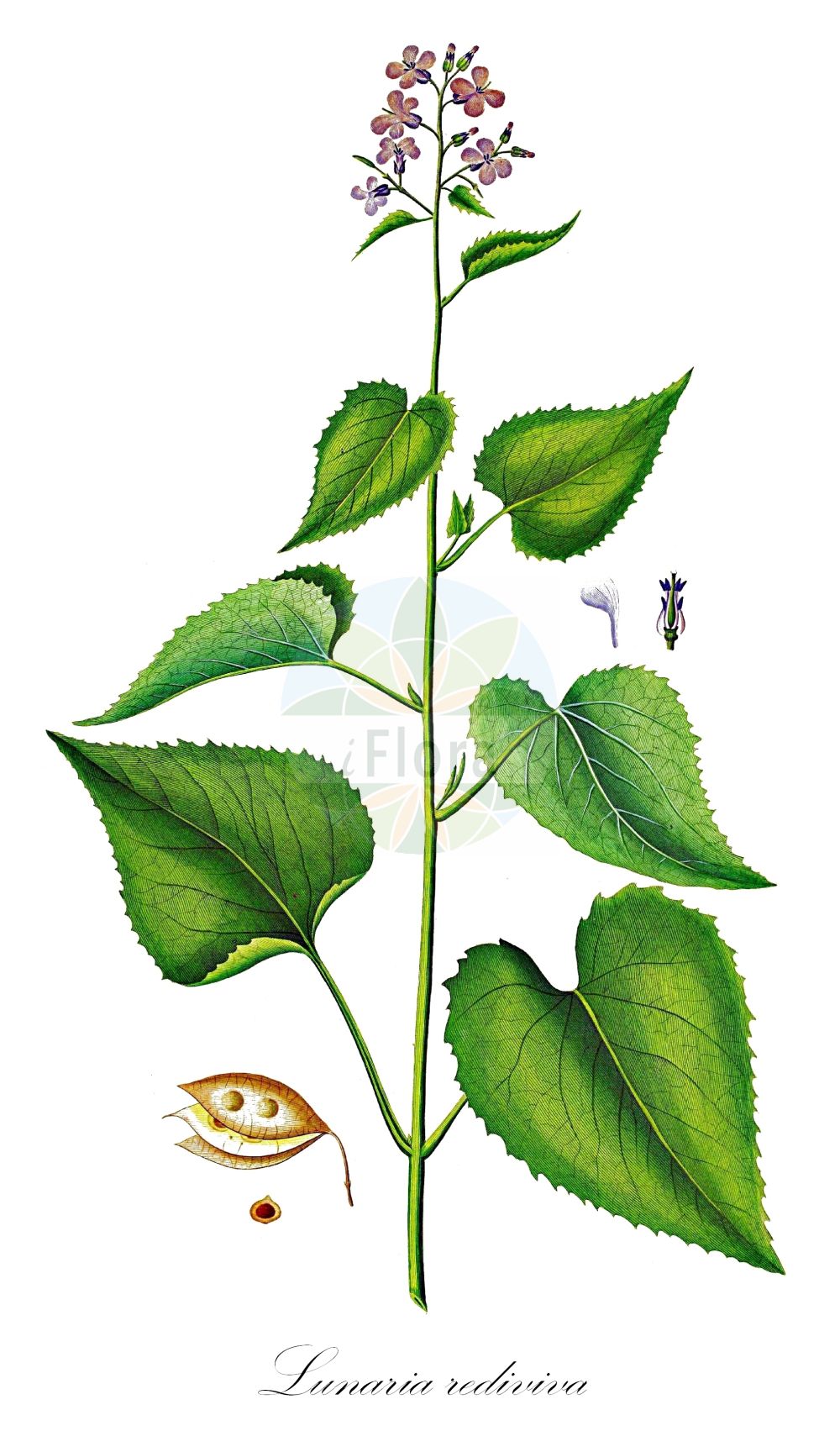 Historische Abbildung von Lunaria rediviva (Ausdauerndes Silberblatt - Perennial Honesty). Das Bild zeigt Blatt, Bluete, Frucht und Same. ---- Historical Drawing of Lunaria rediviva (Ausdauerndes Silberblatt - Perennial Honesty). The image is showing leaf, flower, fruit and seed.(Lunaria rediviva,Ausdauerndes Silberblatt,Perennial Honesty,Lunaria alpina,Lunaria rediviva,Ausdauerndes Silberblatt,Wilde Mondviole,Wildes Silberblatt,Perennial Honesty,Lunaria,Silberblatt,Honesty,Brassicaceae,Kreuzblütler,Cabbage family,Blatt,Bluete,Frucht,Same,leaf,flower,fruit,seed,Oeder (1761-1883))