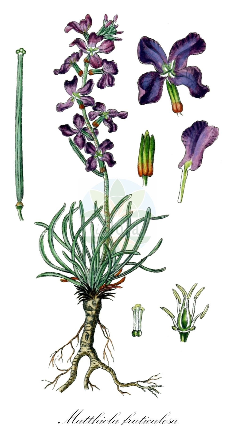 Historische Abbildung von Matthiola fruticulosa. Das Bild zeigt Blatt, Bluete, Frucht und Same. ---- Historical Drawing of Matthiola fruticulosa. The image is showing leaf, flower, fruit and seed.(Matthiola fruticulosa,Cheiranthus coronopifolius,Cheiranthus tristis,Matthiola carnica,Matthiola coronopifolia,Matthiola fruticulosa,Matthiola italica,Matthiola provincialis,Matthiola stenopetala,Matthiola telum,Matthiola tristis,Matthiola tristis var. italica,Matthiola,Brassicaceae,Kreuzblütler,Cabbage family,Blatt,Bluete,Frucht,Same,leaf,flower,fruit,seed,Sturm (1796f))