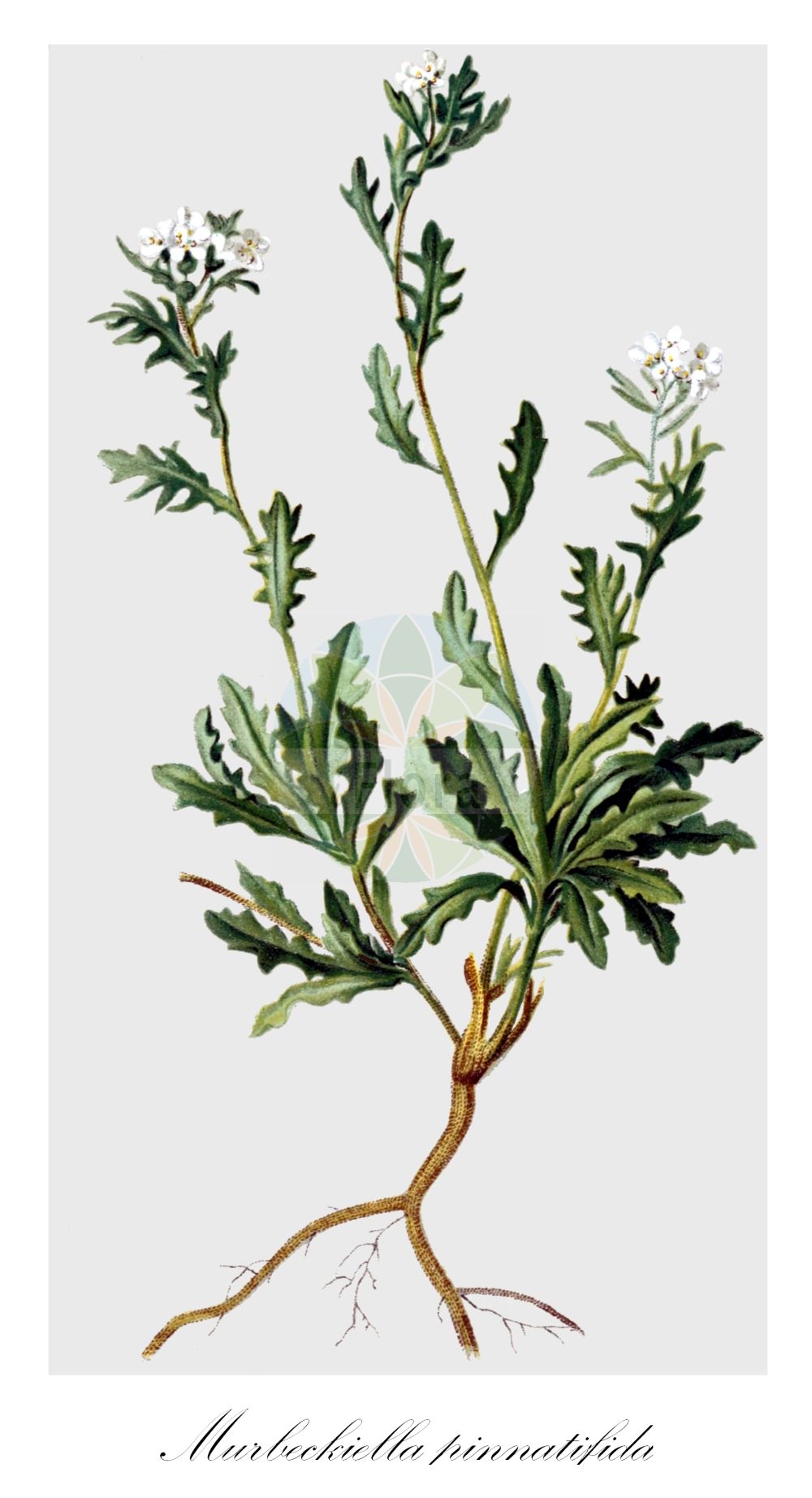 Historische Abbildung von Murbeckiella pinnatifida. Das Bild zeigt Blatt, Bluete, Frucht und Same. ---- Historical Drawing of Murbeckiella pinnatifida. The image is showing leaf, flower, fruit and seed.(Murbeckiella pinnatifida,Arabis pinnatifida,Murbeckiella pinnatifida,Murbeckiella pinnatifida (Lam.) Rothm.,Phryne pinnatifida,Sisymbrium dentatum,Sisymbrium pinnatifidum,Sisymbrium pinnatifidum subsp. lapeyrousianum,Murbeckiella,Brassicaceae,Kreuzblütler,Cabbage family,Blatt,Bluete,Frucht,Same,leaf,flower,fruit,seed,Hartinger & von Dalla Torre (1806f))