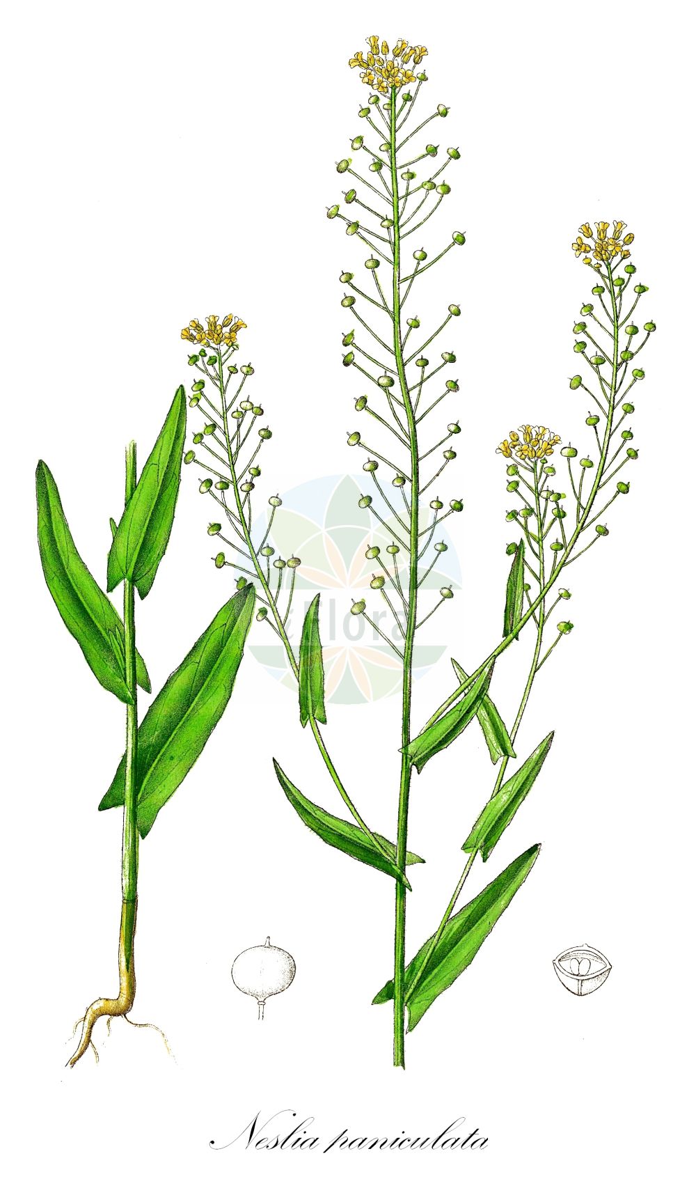 Historische Abbildung von Neslia paniculata (Finkensame - Ball Mustard). Das Bild zeigt Blatt, Bluete, Frucht und Same. ---- Historical Drawing of Neslia paniculata (Finkensame - Ball Mustard). The image is showing leaf, flower, fruit and seed.(Neslia paniculata,Finkensame,Ball Mustard,Myagrum paniculatum,Neslia paniculata,Vogelia apiculata,Vogelia paniculata,Finkensame,Ball Mustard,Neslia,Finkensame,Ball Mustard,Brassicaceae,Kreuzblütler,Cabbage family,Blatt,Bluete,Frucht,Same,leaf,flower,fruit,seed,Dietrich (1833-1844))